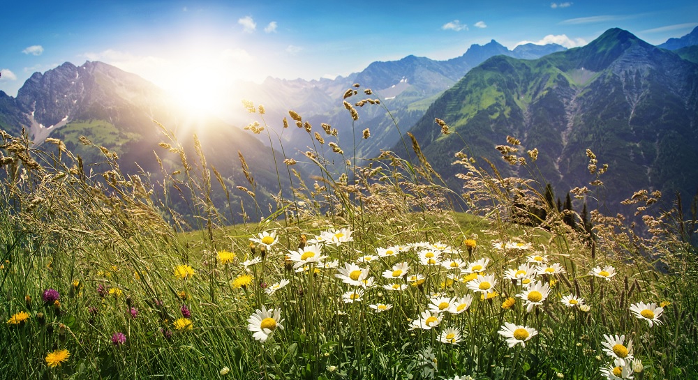 Aussicht auf den Vorarlberg in Österreich umgeben von Blumen.