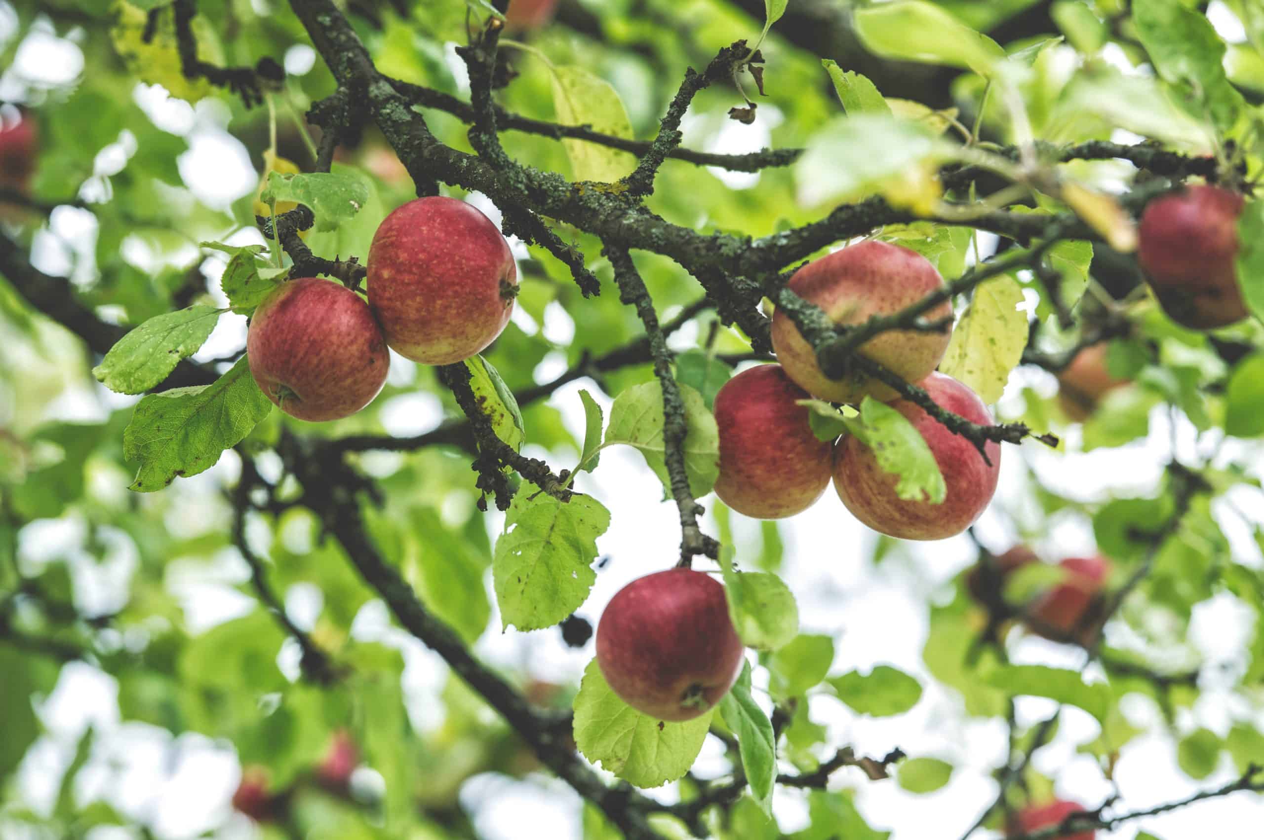 Apfelbaum mit Äpfeln