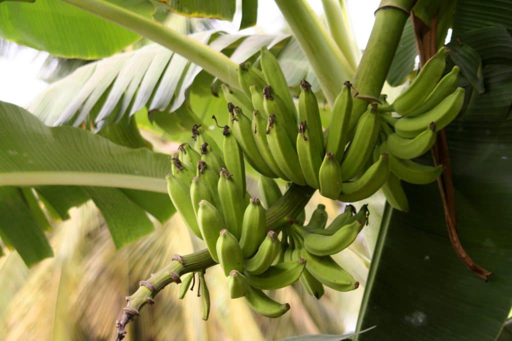 Bananenbaum