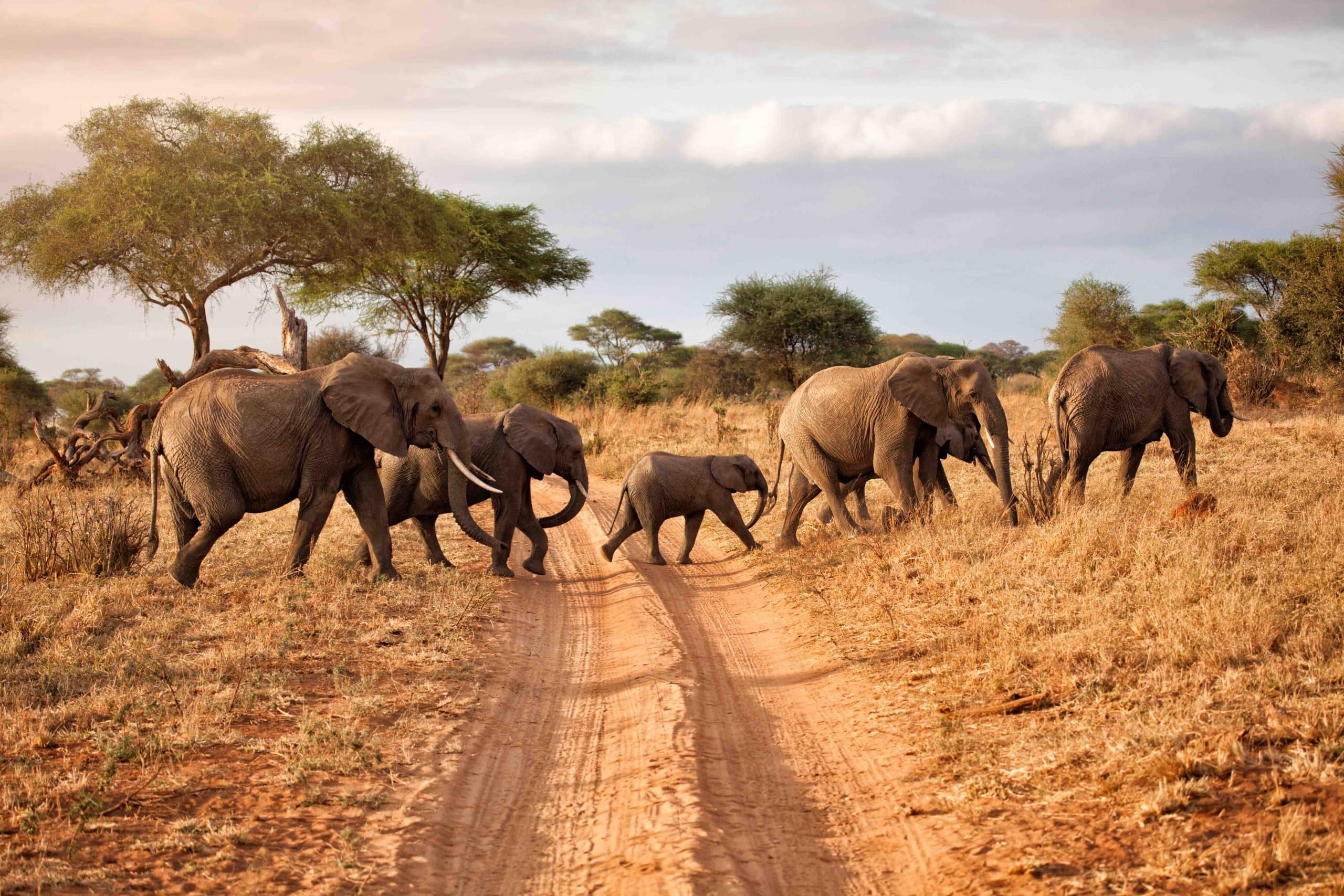 Ein Foto einer Elefantenfamilie, die eine Straße überquert