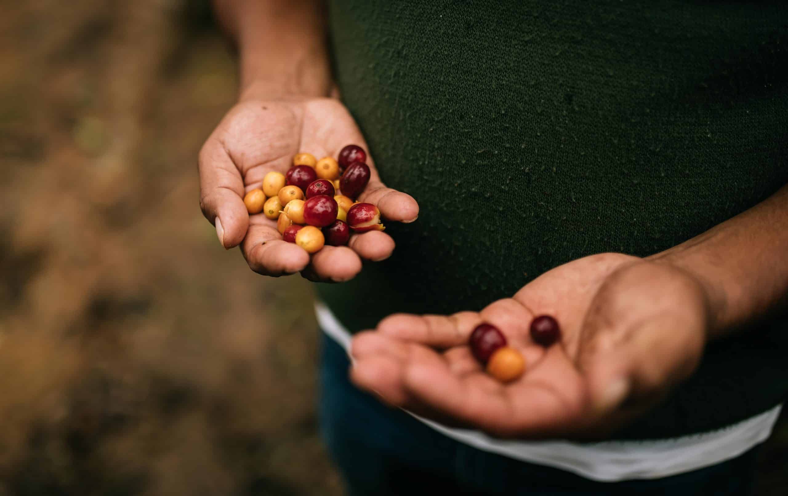 Fairtrade coffee beans in the hands of producers