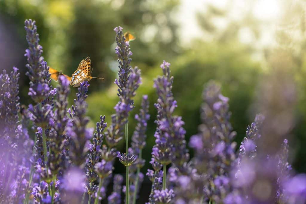 Lavendel und ein Schmetterling