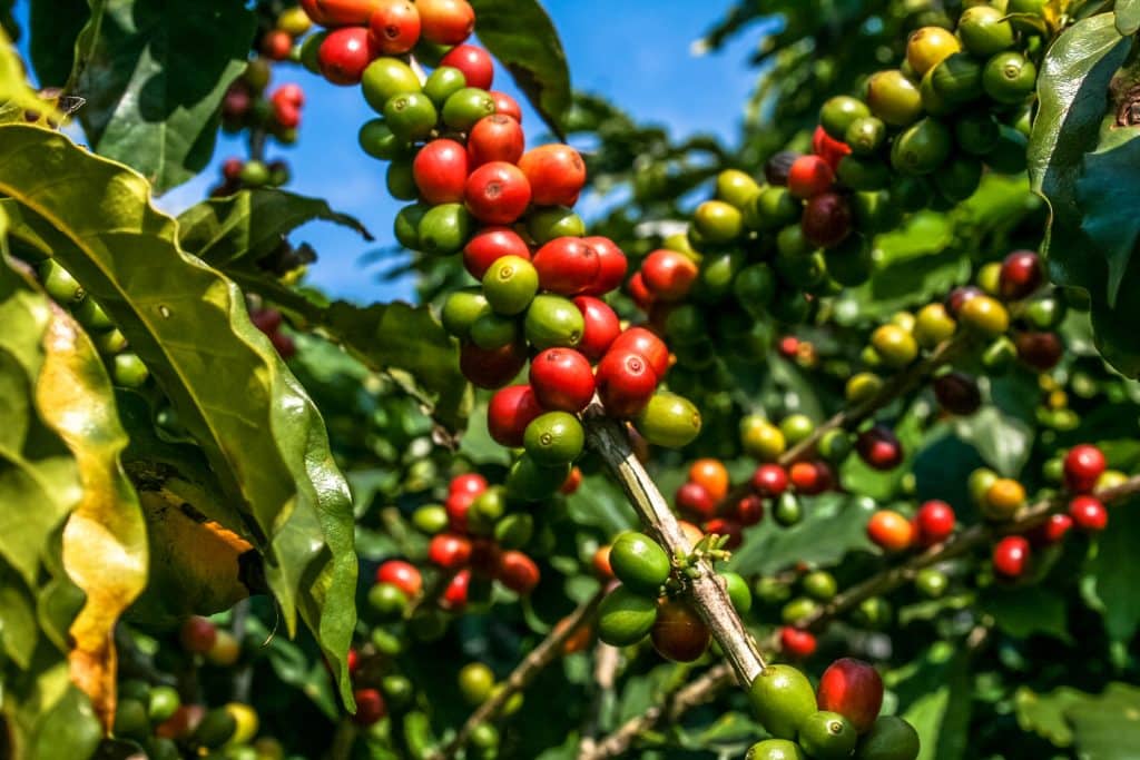Kaffeebeeren in Brasilien