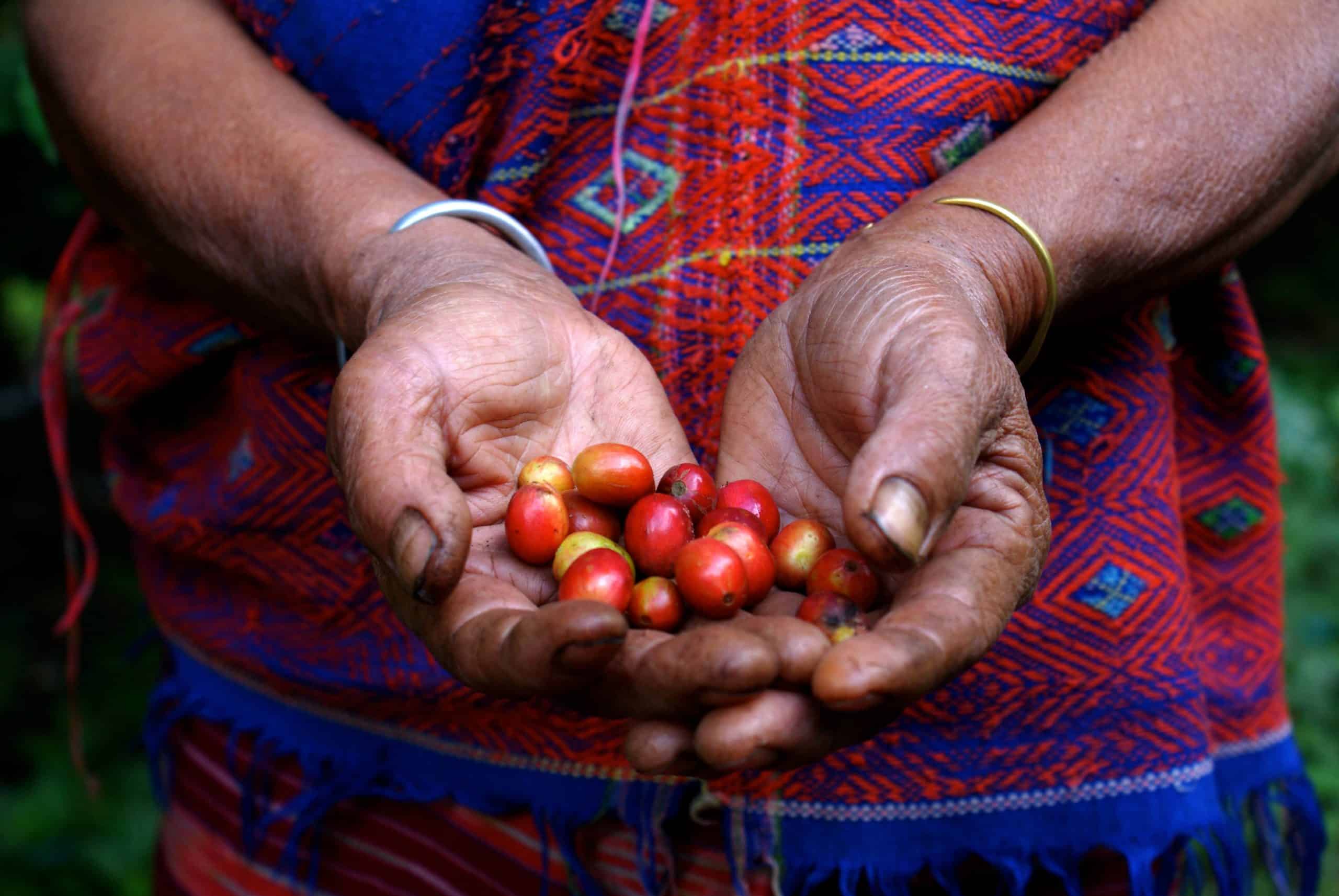 Woman holding coffee berries in her hands