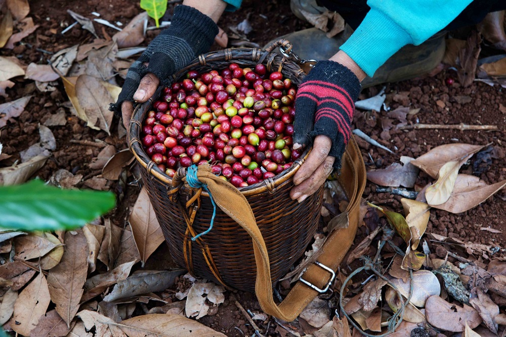 Frisch gepflügte Kaffeebeeren in einem Korb