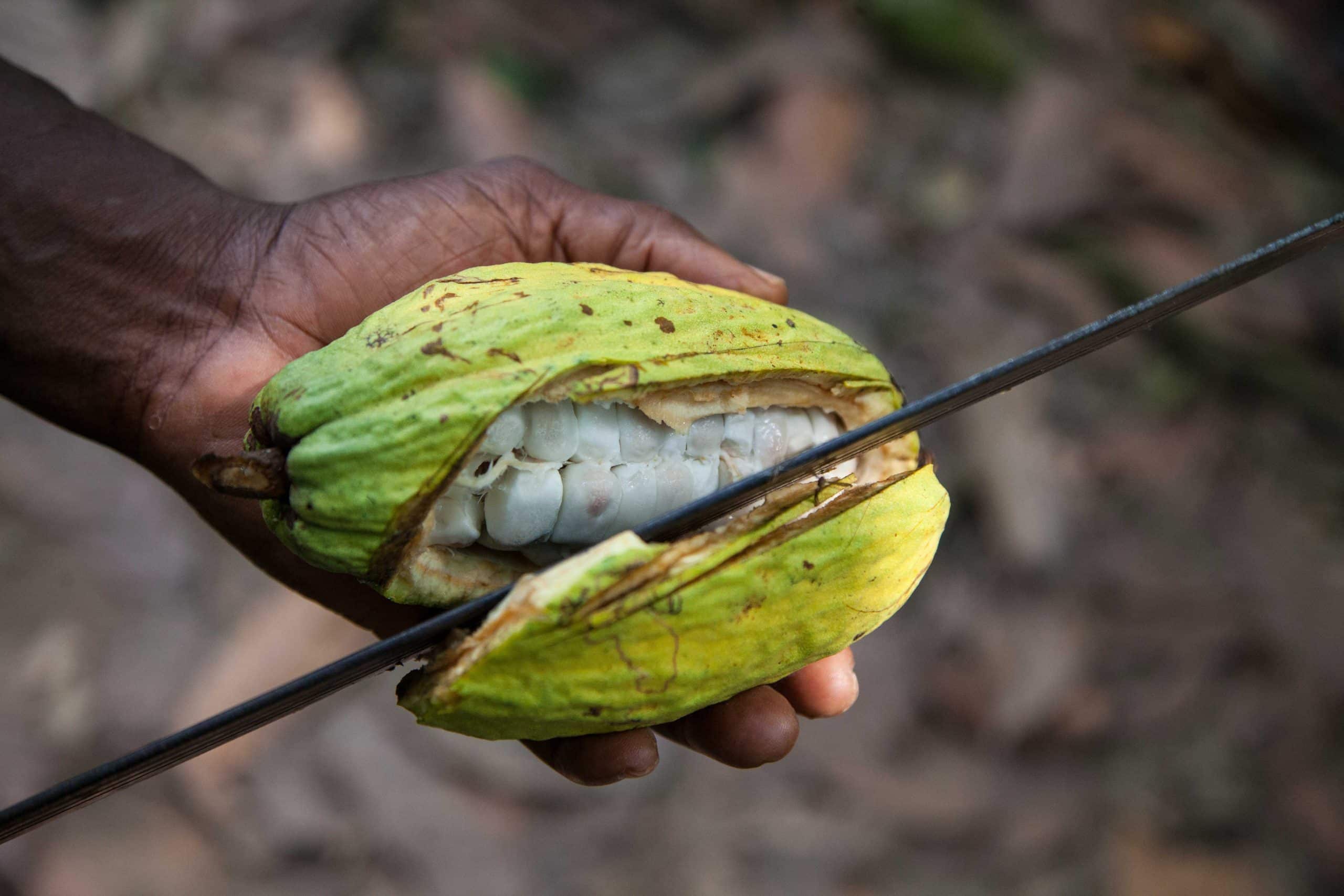 Aufgeschnittene Kakaofrucht
