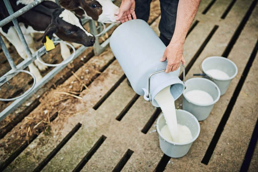 Bauer füllt Milch in Eimer um