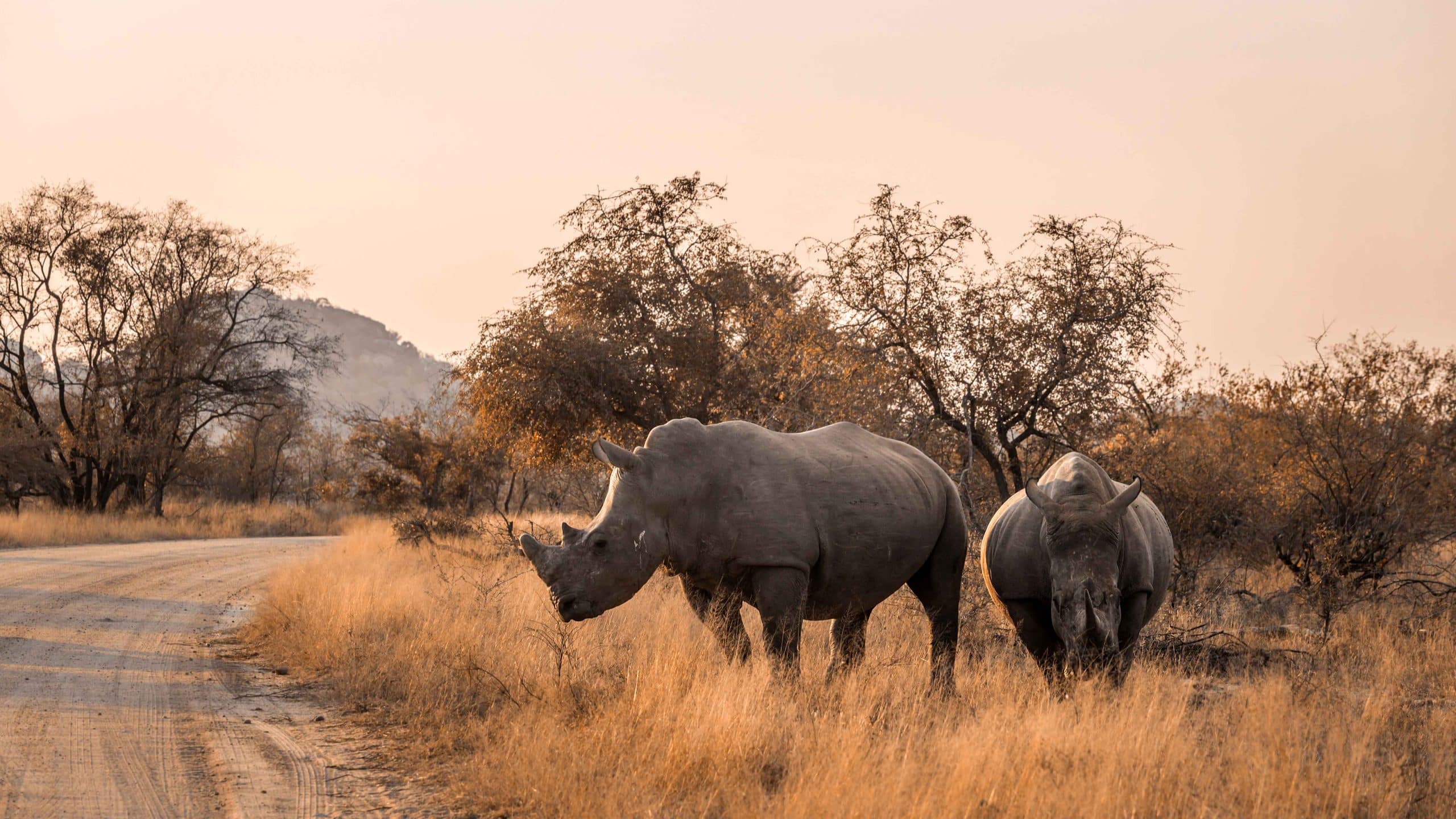 Southern white rhinoceros in Kruger National park, South Africa