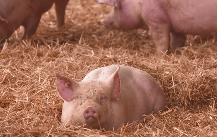 Schwein im Stroh