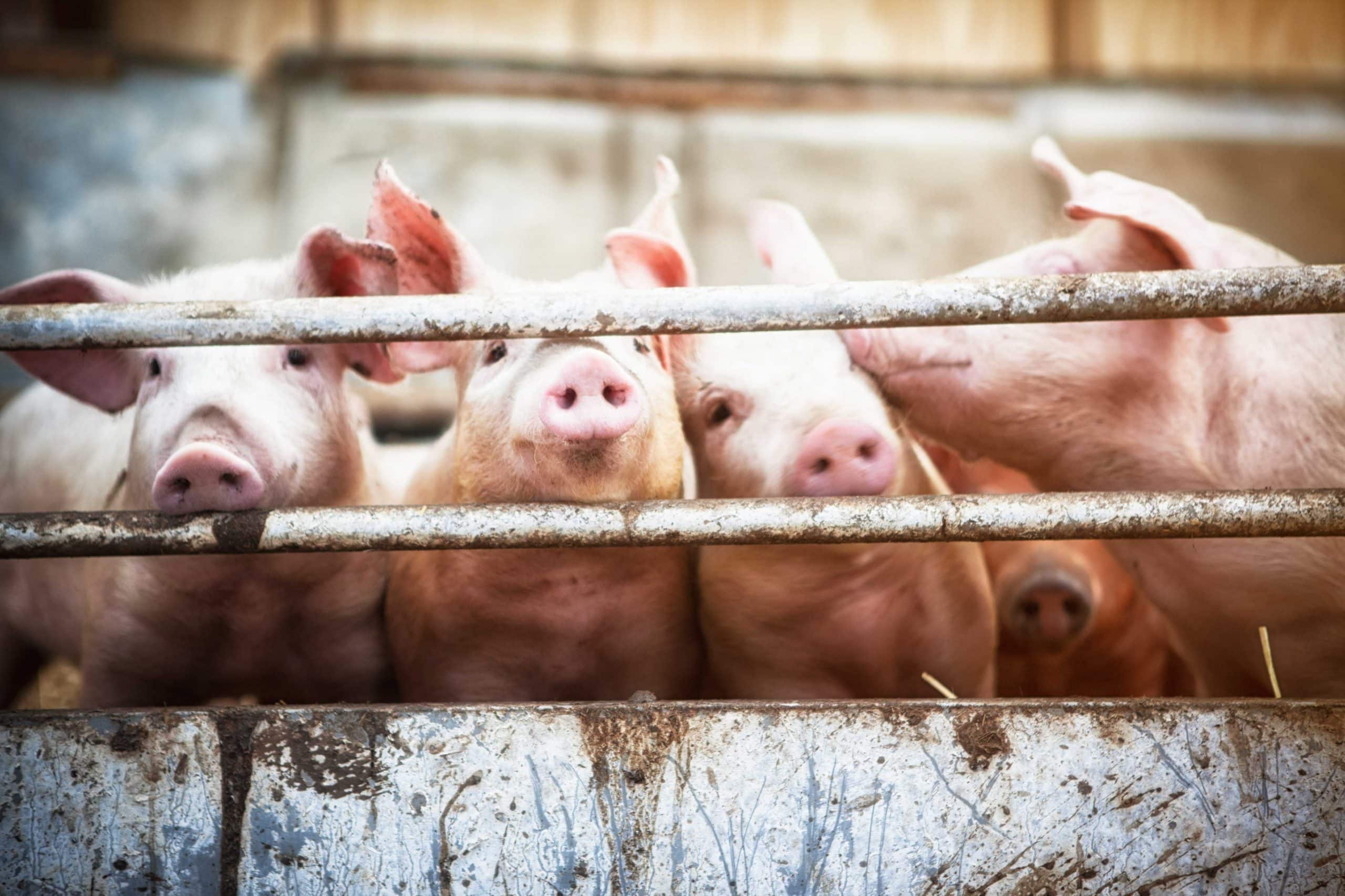 Vier Schweine in einem Schweinestall