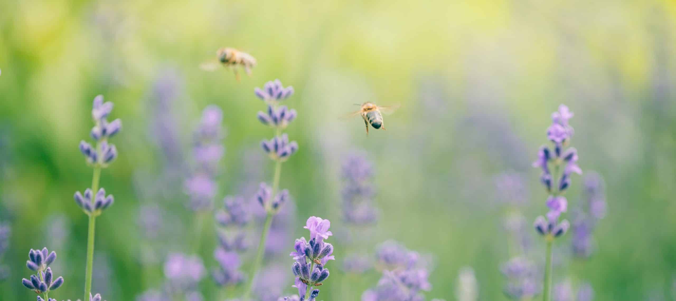 Honigbienen bestäuben Lavendelpflanzen