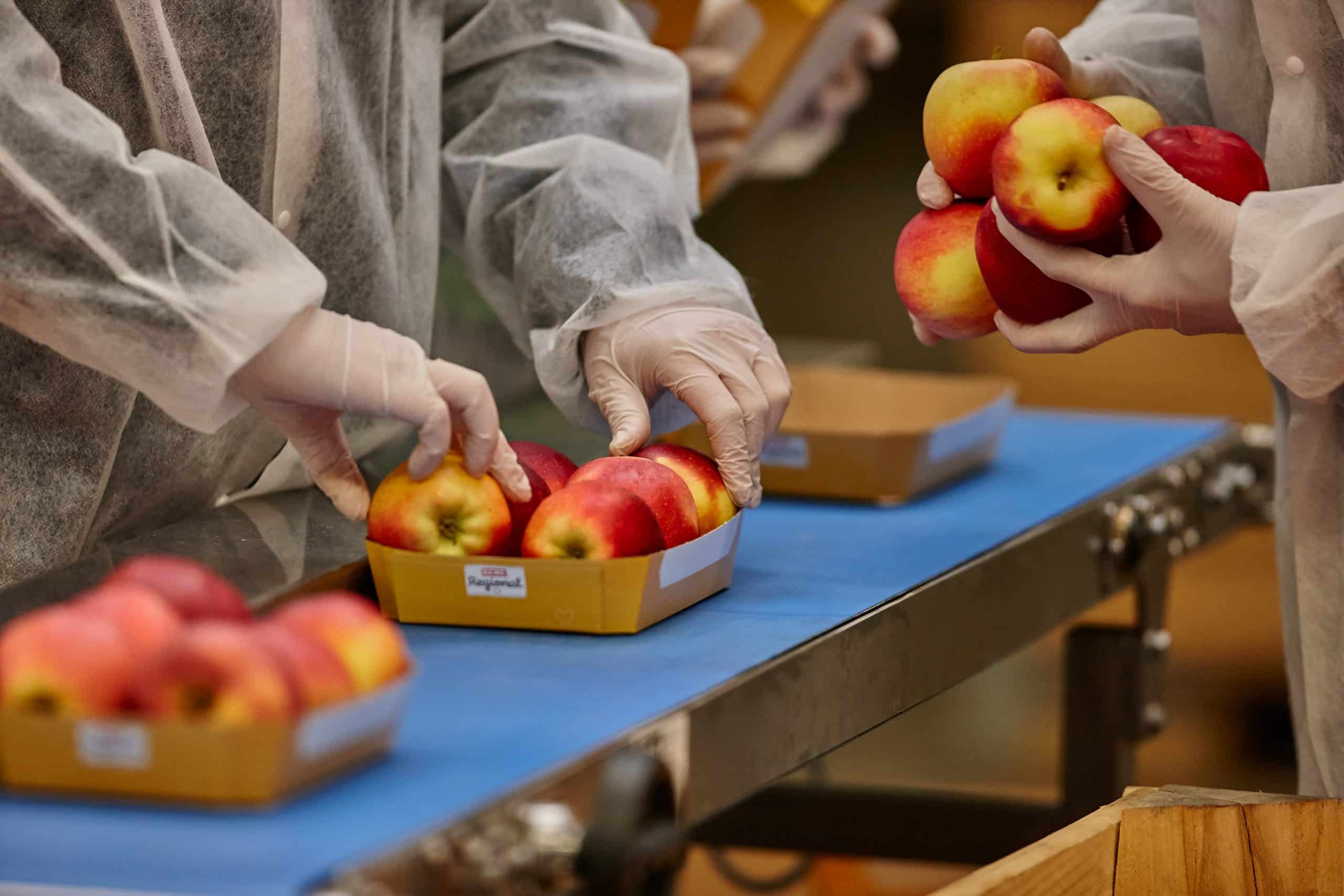 Äpfel werden in Papierverpackungen gelegt. Ein Symbolbild für unsere vier Säulen für mehr Nachhaltigkeit.