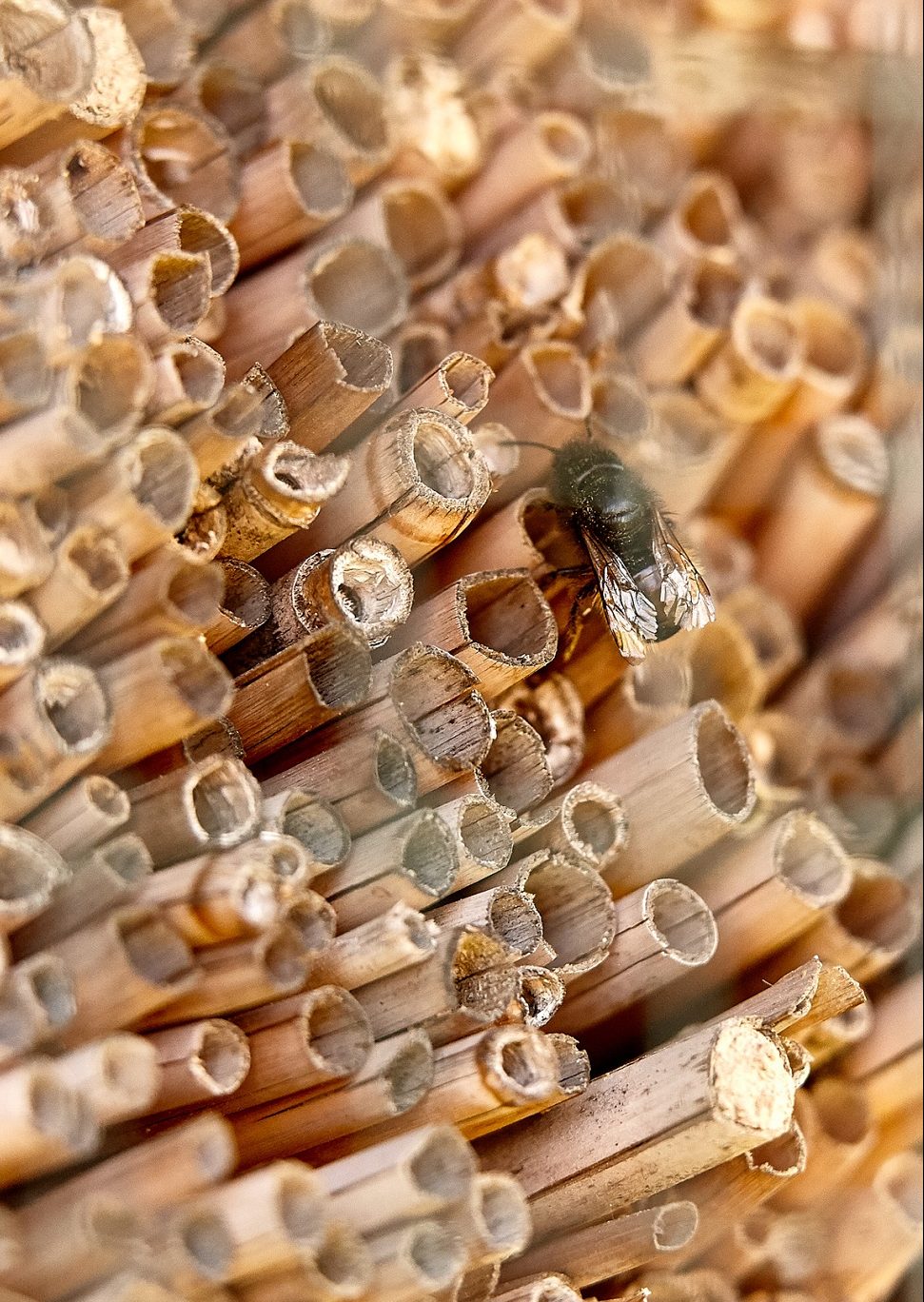Krings Apple Orchard. Bee hotel in the apple orchard, supported by NABU.