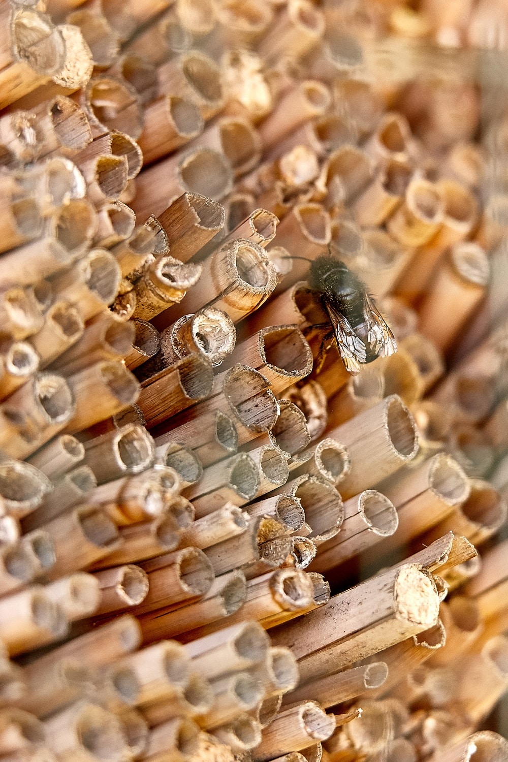 Biene in einem Bienenhotel als Symbolbild für Biodiversität und Artenvielfalt