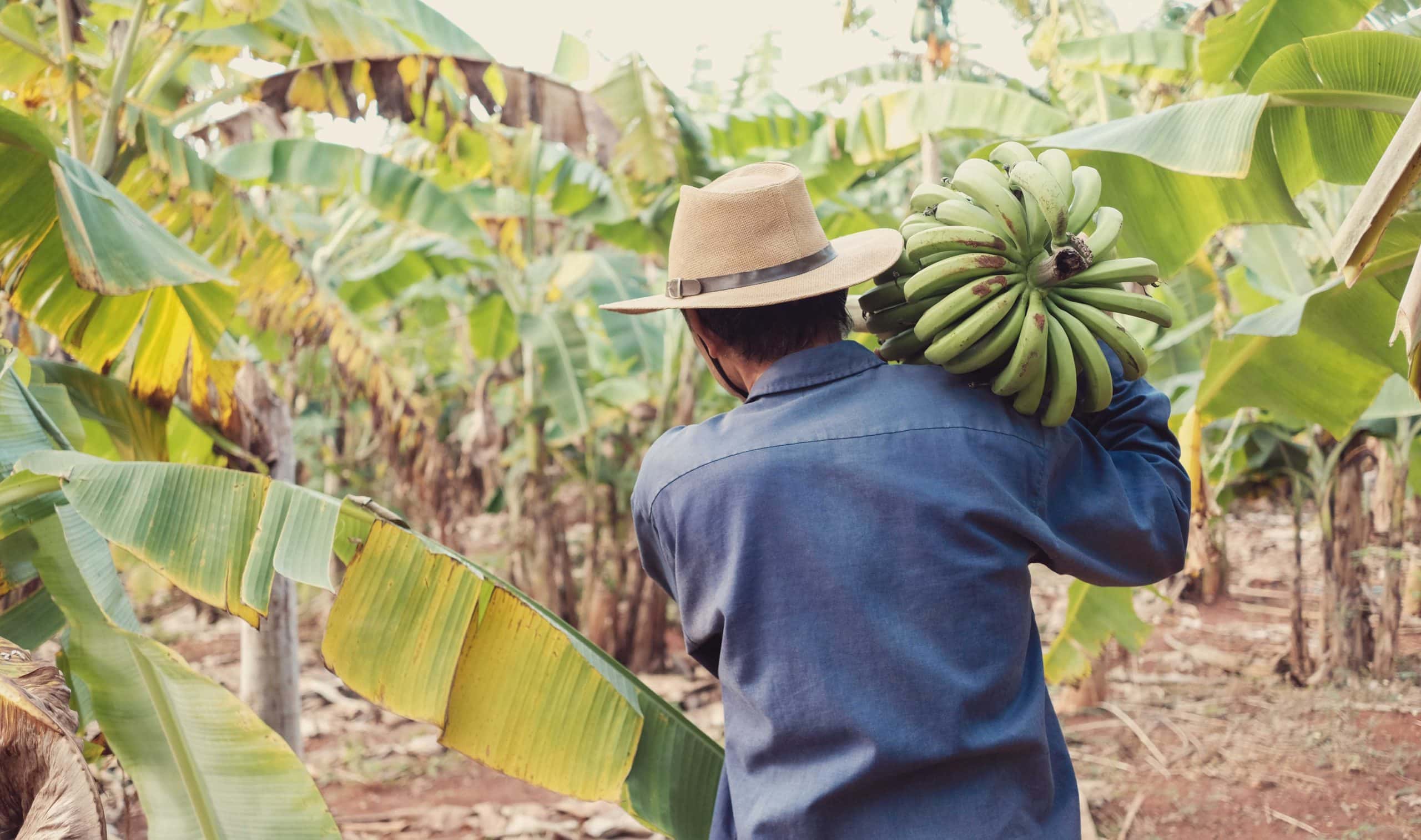 Bananen werden geerntet. Ein Symbolfoto für unsere konkreten Nachhaltigkeits-Engagements und Projekte