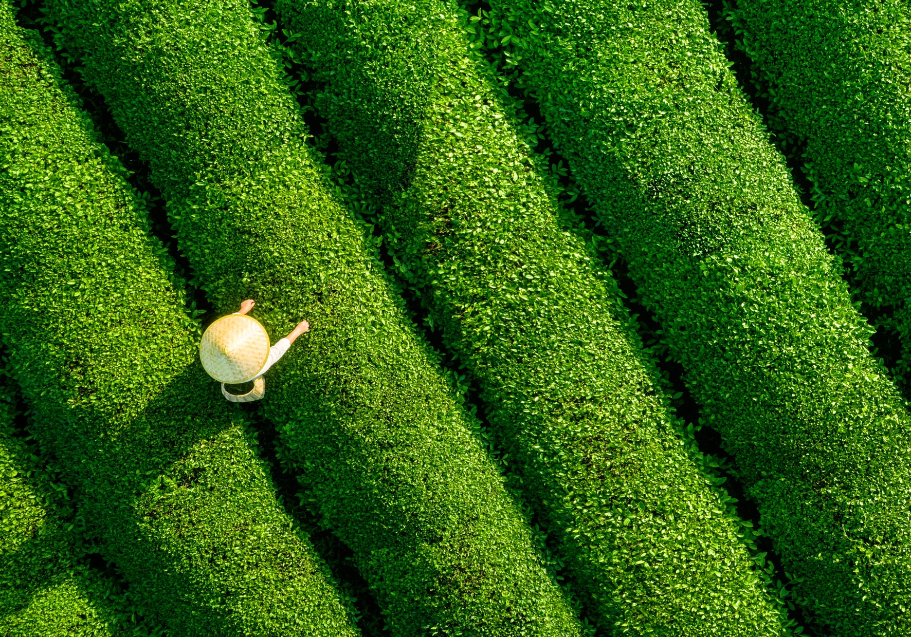 Luftaufnahme einer Teelantage als Symbolbild für unsere Nachhaltigkeits-Leitlinien