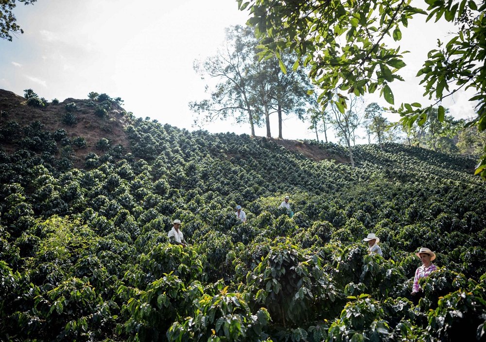 Kaffeebauern ernten auf einer Kaffeeplantage Kaffeebohnen