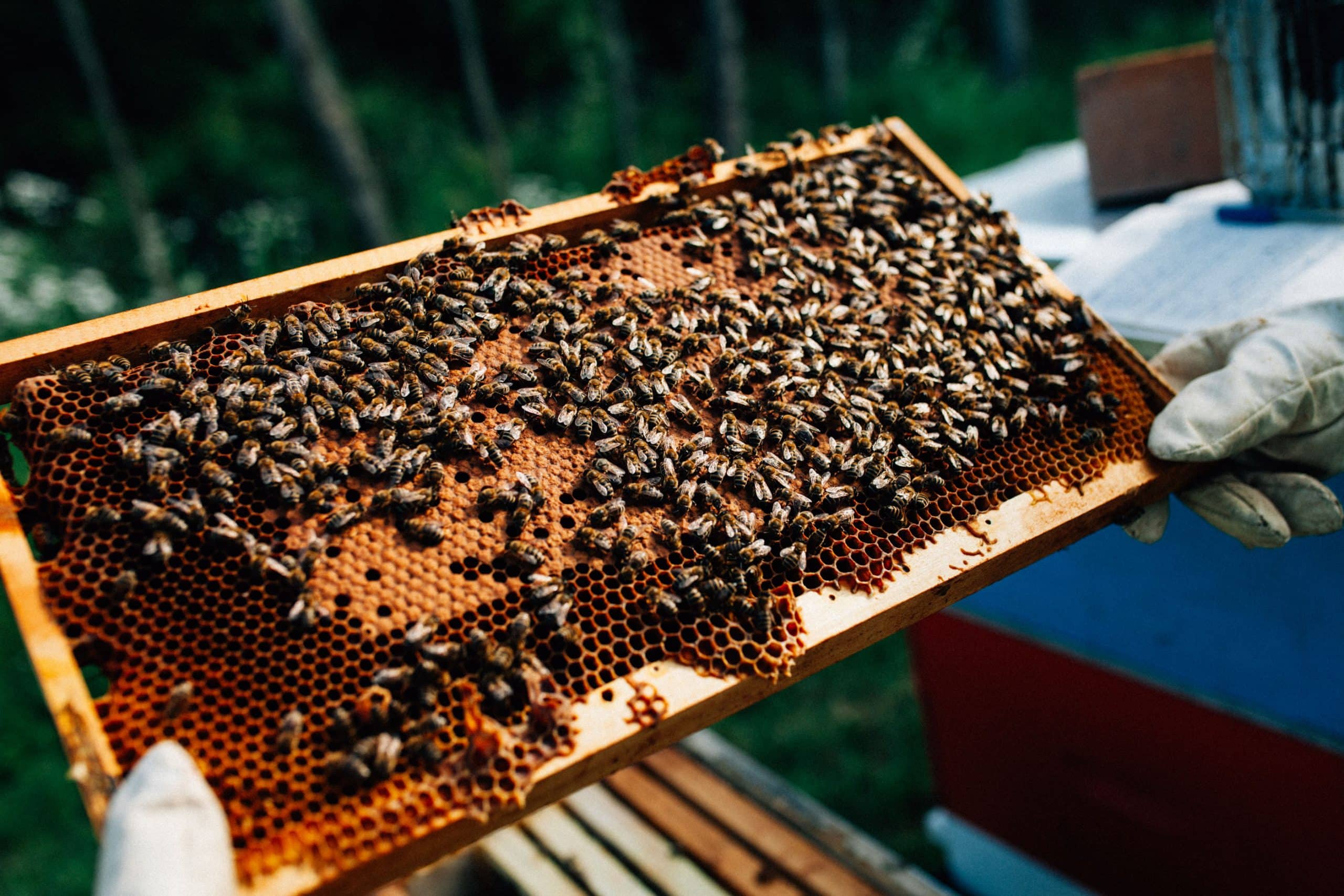 Bienen auf einer Bienenwabe als Symbolbild für unsere politisches Engagement zum Thema Nachhaltigkeit und Umwelt