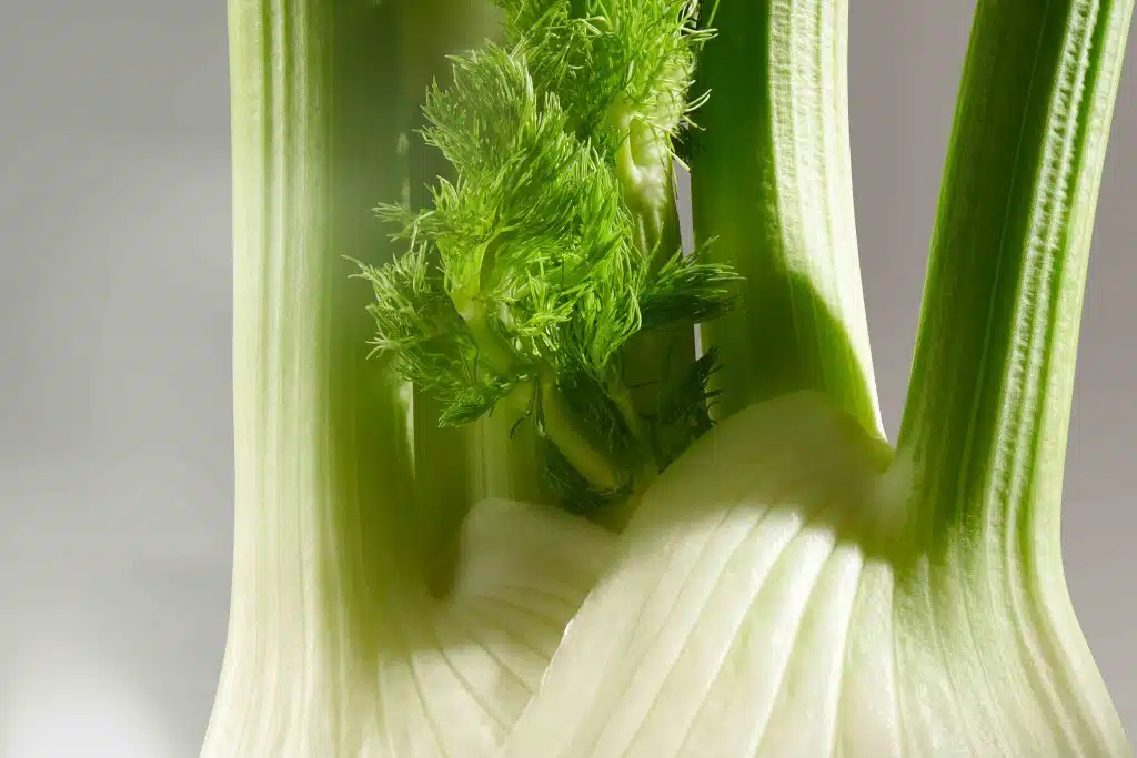 Fenchel als Symbolbild für unsere Produktqualität