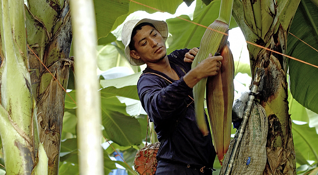 A banana farmer looks at a banana plant