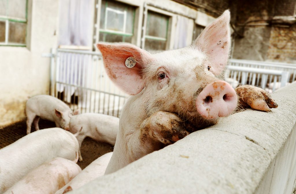 Eine Gruppe von Schweinen im Schweinestall.