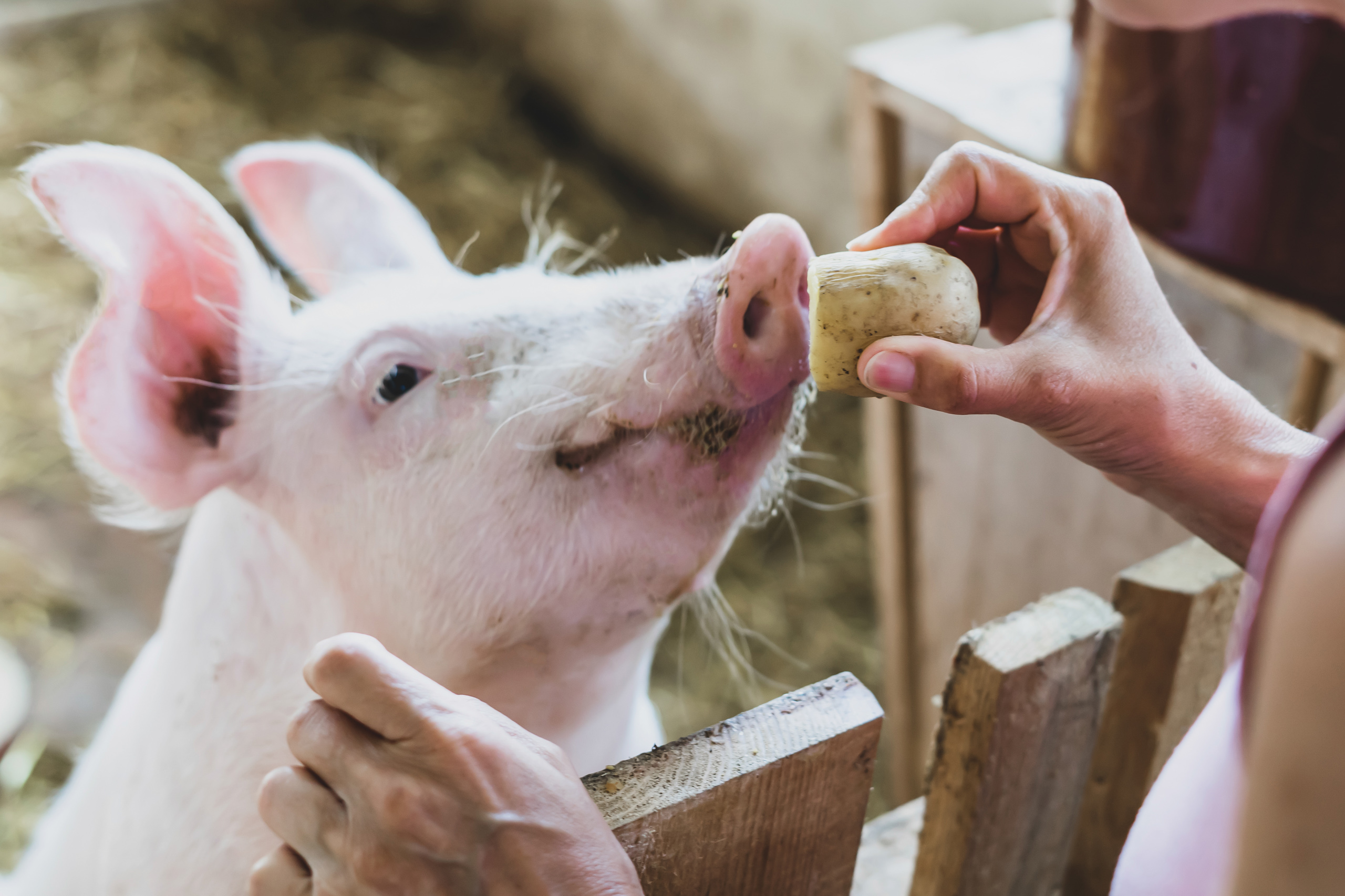 Ein Schwein im Schweinestall schnüffelt an einer Kartoffel.