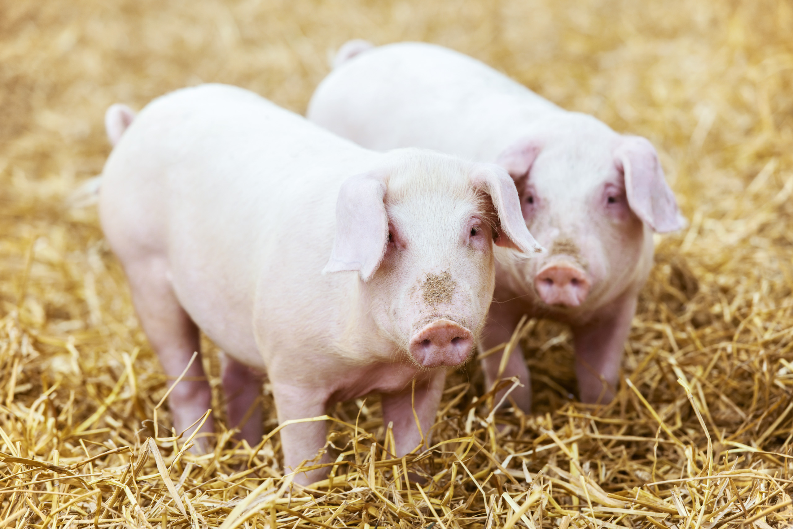 Zwei Schweine im Schweinestall.