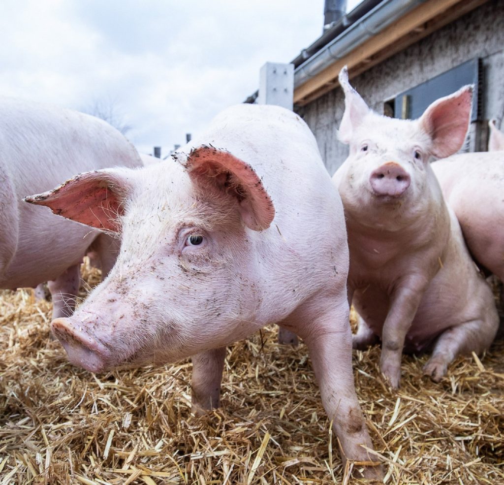 Eine Gruppe von Schweinen im Außenbereich eines Schweinestalls.