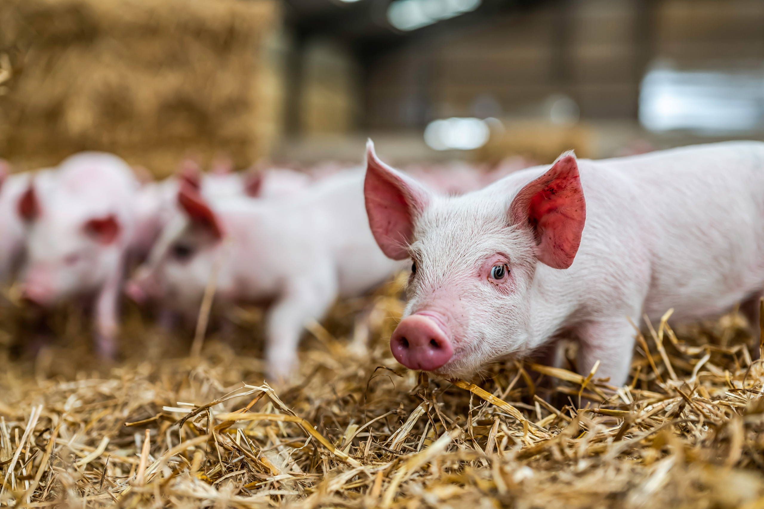 Eine Gruppe von Schweinen im Schweinestall.