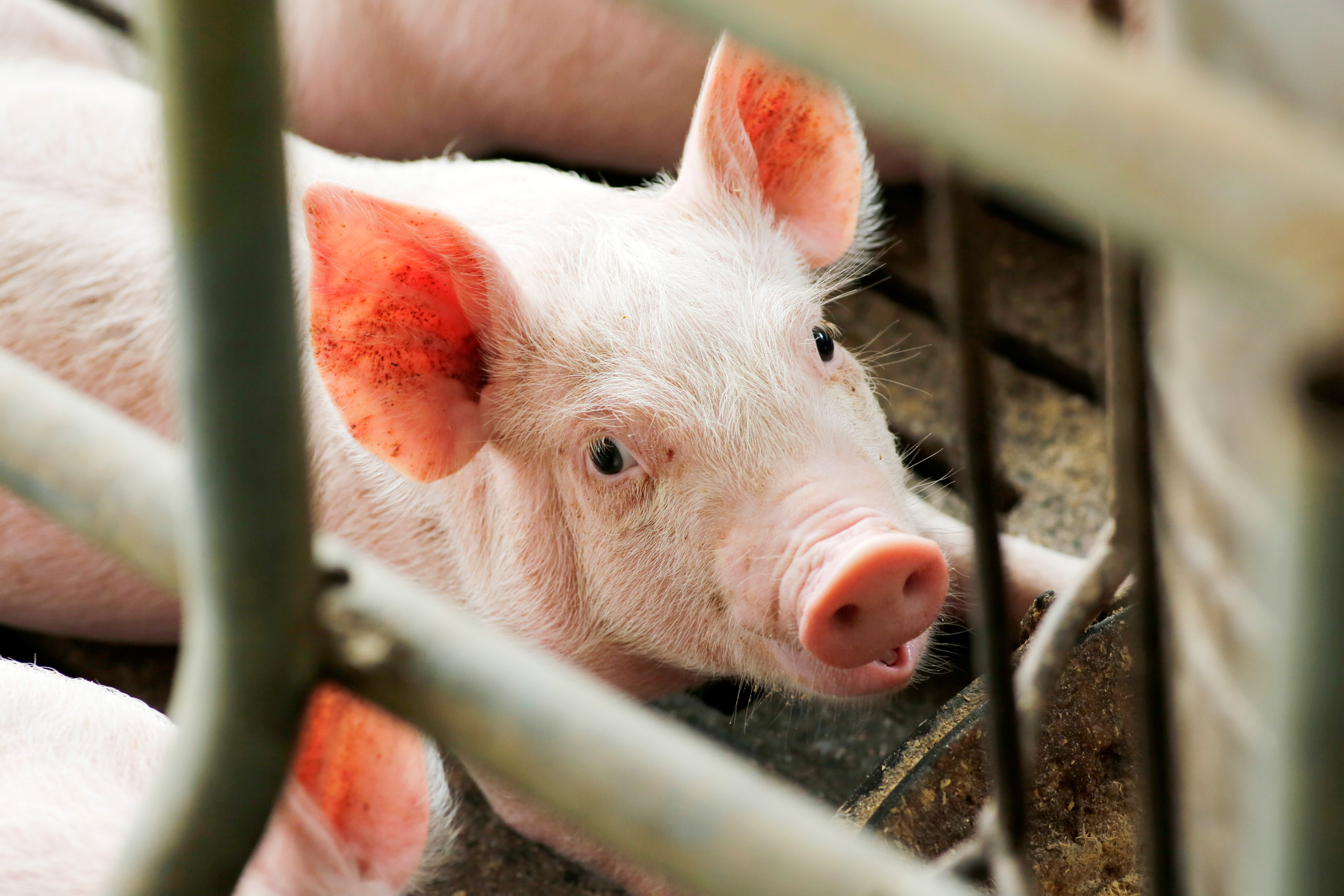A pig in a pigsty.