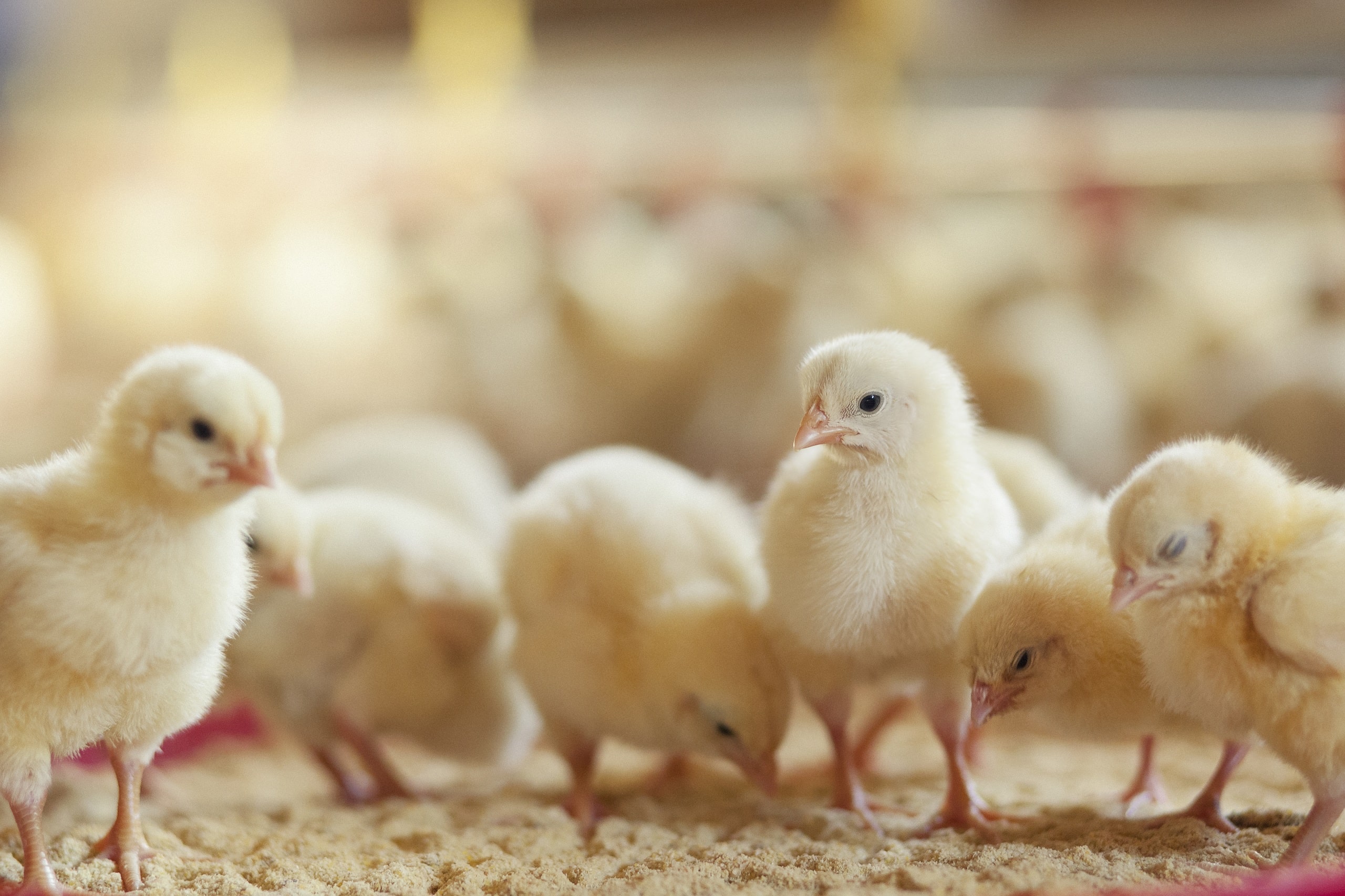 artgerechte-haltung-kueken-tierwohl-landwirtschaft-nachhaltigkeit-rewe-group