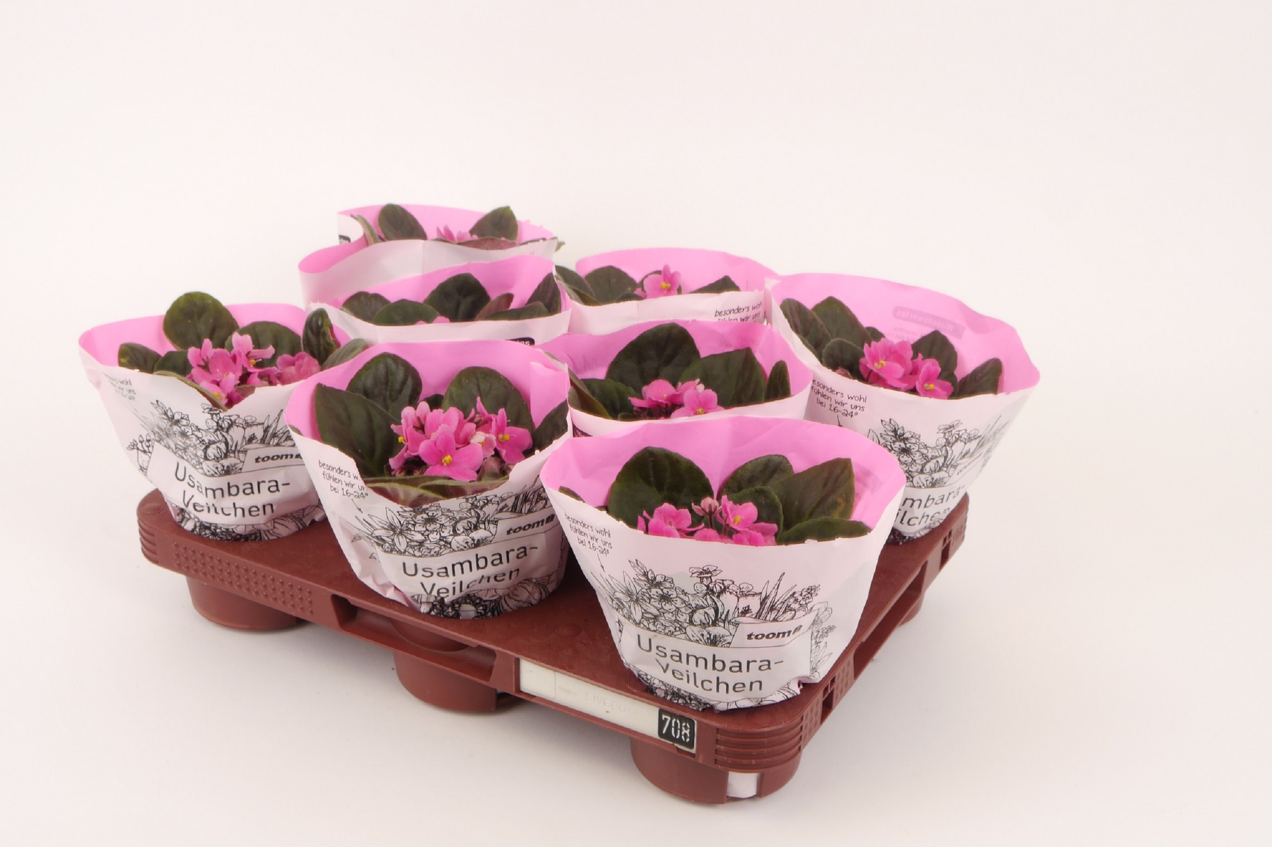 Reusable plant pallets with Usambara violets.