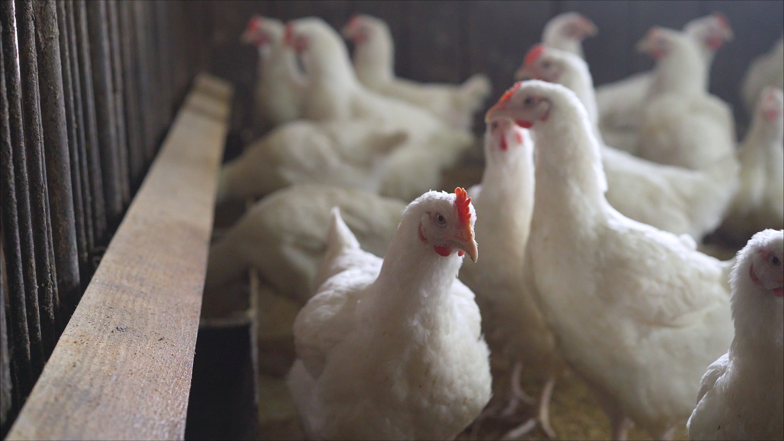 Eine Gruppe von weißen Hennen im Hühnerstall.