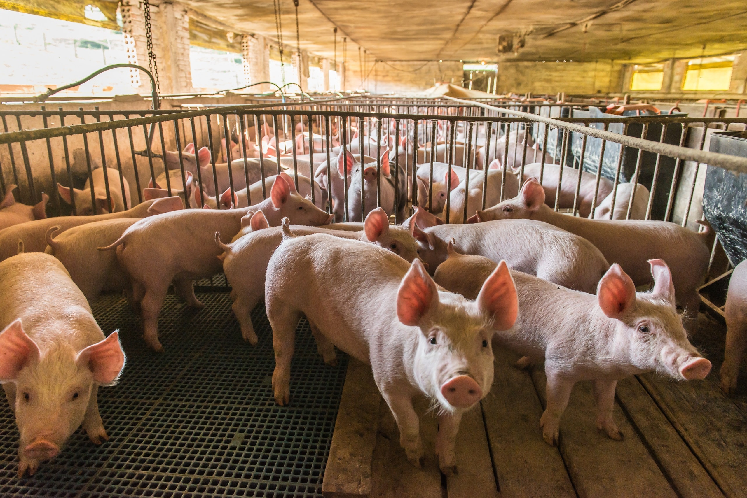 Eine große Gruppe von Schweinen im Schweinestall.