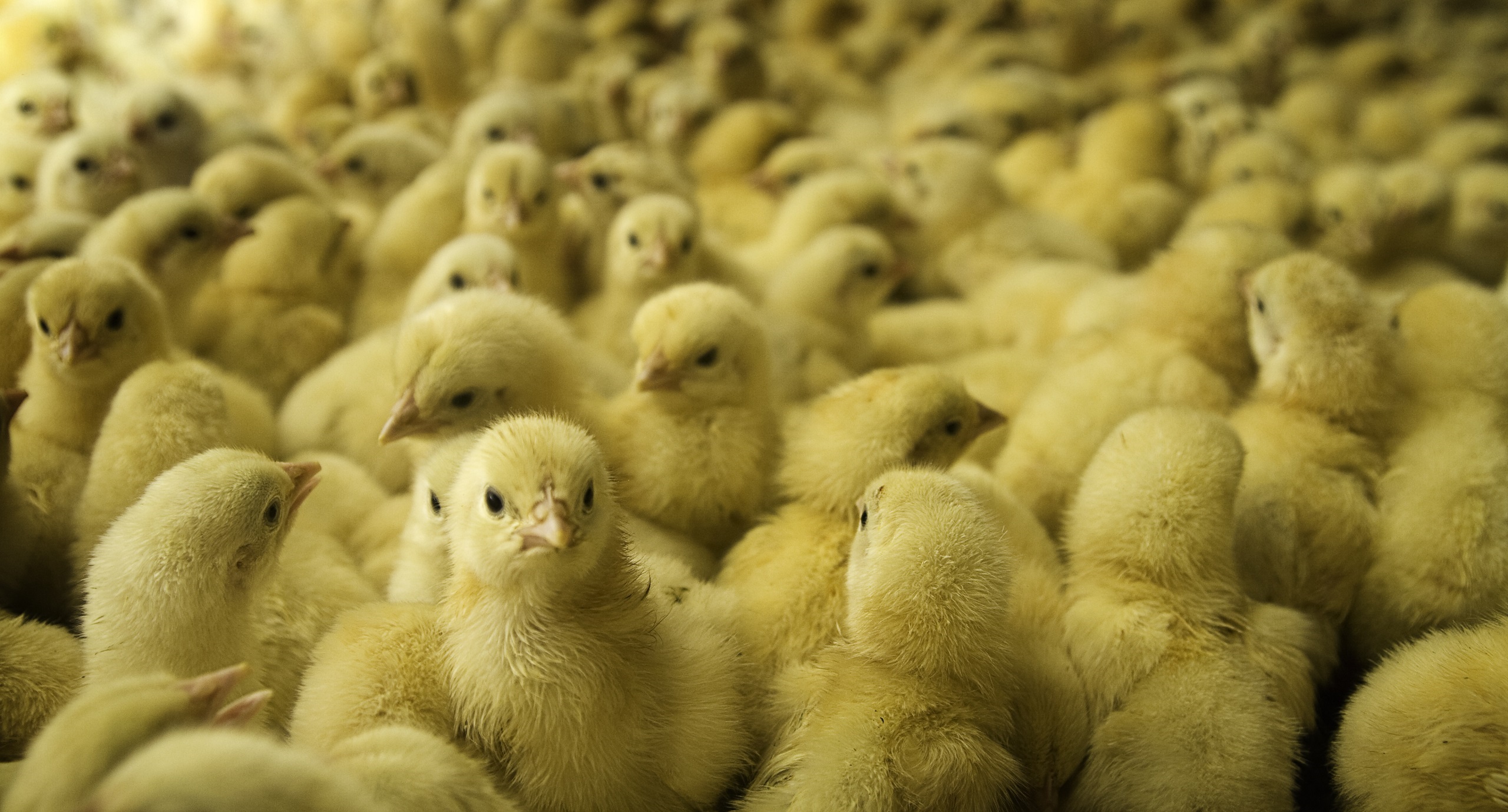 Eine Gruppe von Küken in einem Hühnerstall.