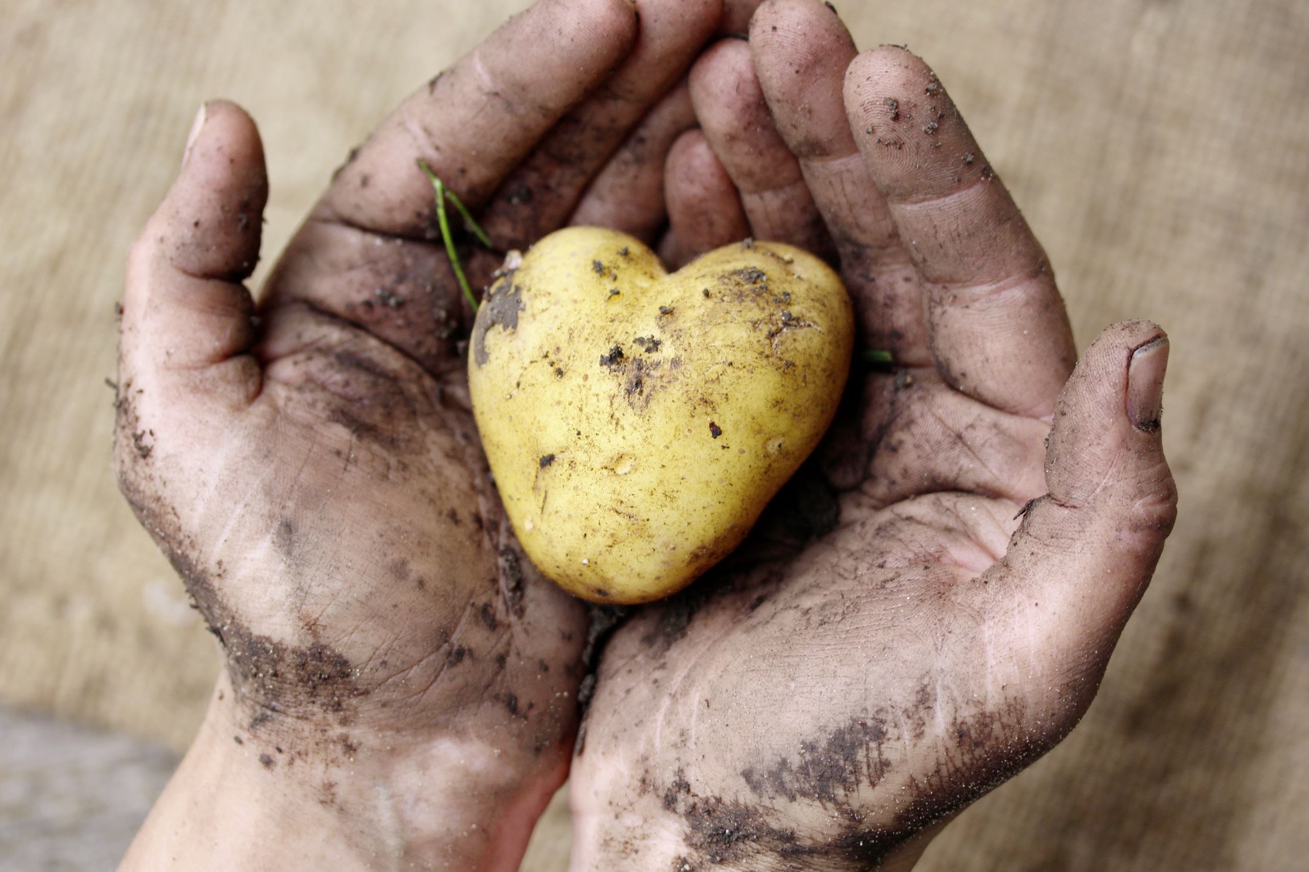 Mit Erde beschmutzte Hände präsentieren eine Kartoffel, die in Form eines Herzens geschnitzt wurde.