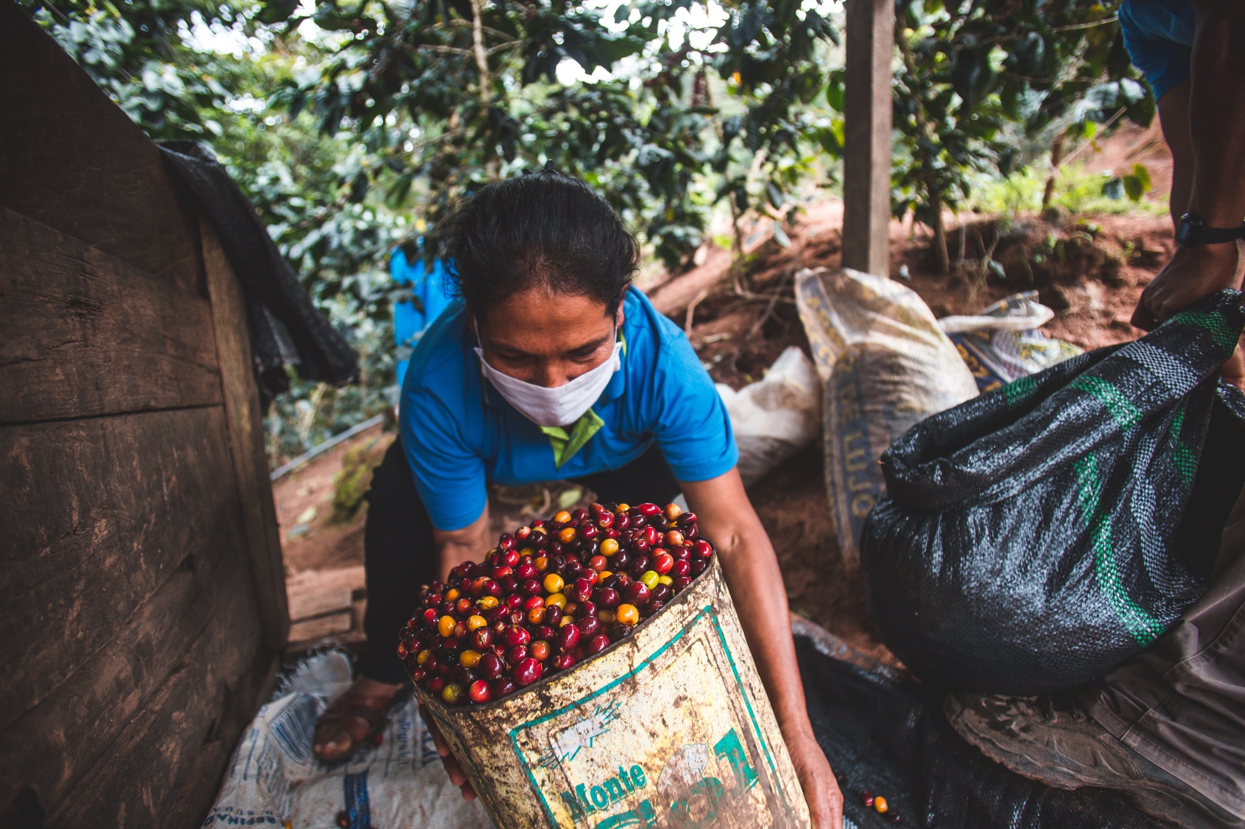 Coffee farmer cleans the collected coffee berries.