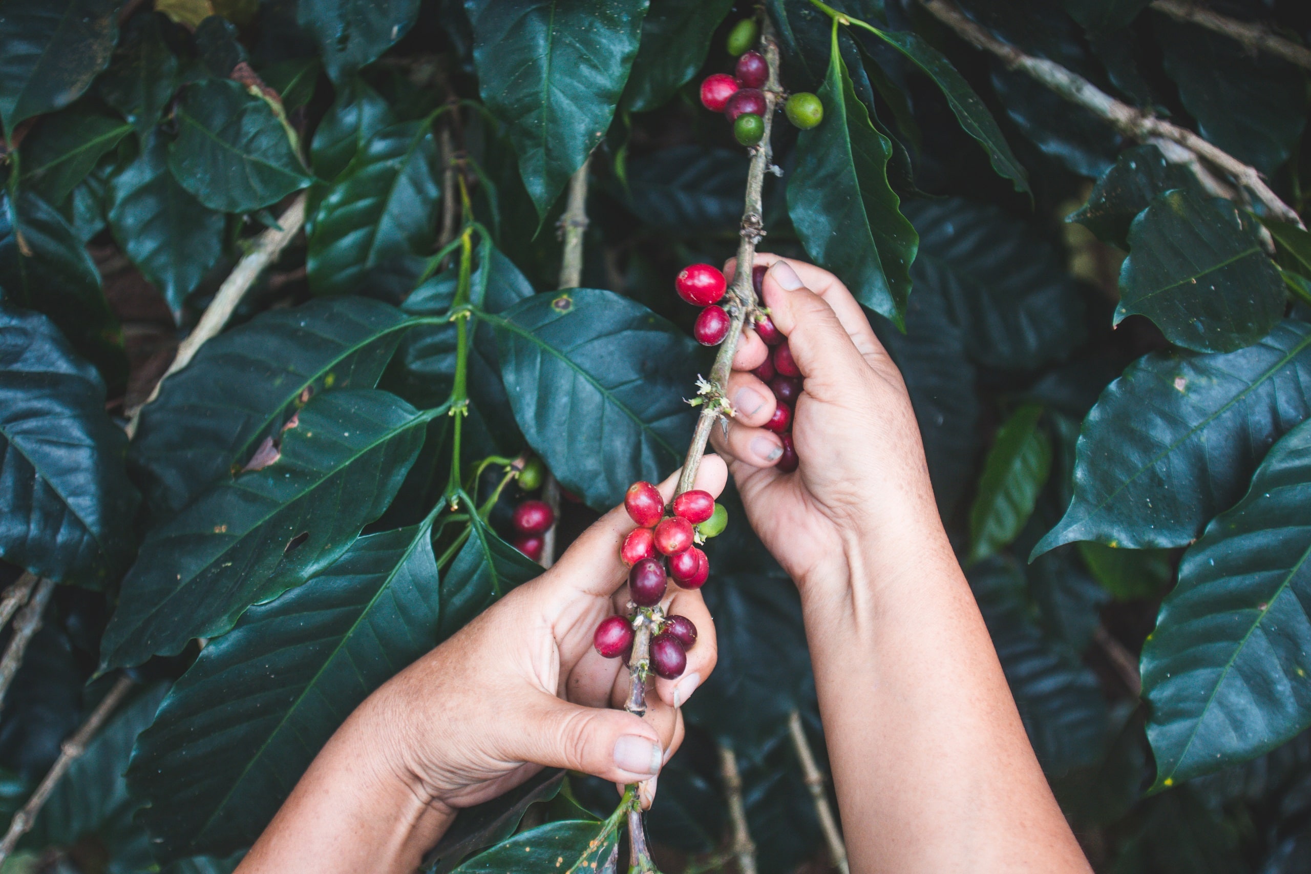 Eine Kaffeebäuerin pflückt Kaffeebeeren.