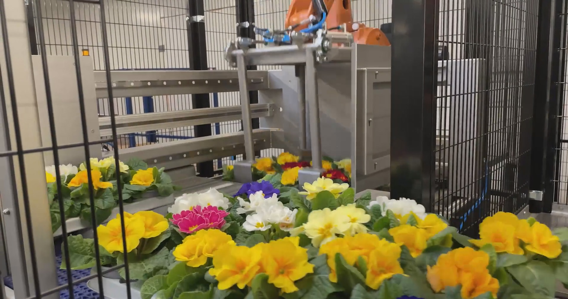 Ein Roboter hilft bei der Sortierung der unterschiedlichen Pflanzen in die verschiedenen Kartons.