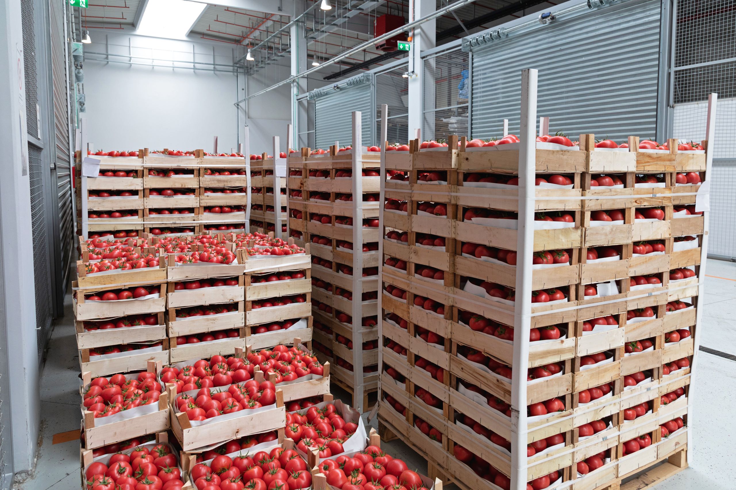 Holzkisten mit Tomaten in einem Langerraum