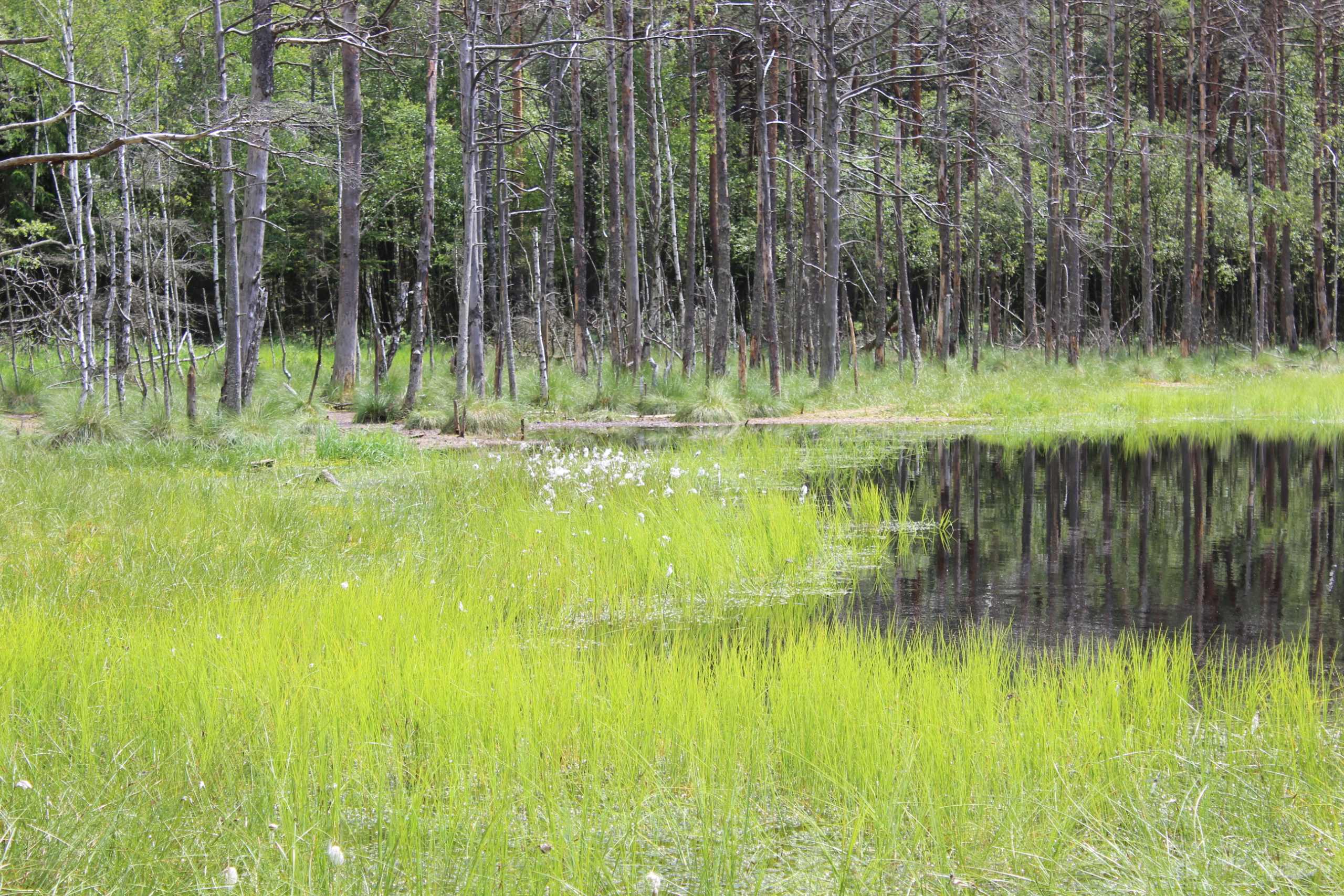 Moorlandschaft mit Bäumen