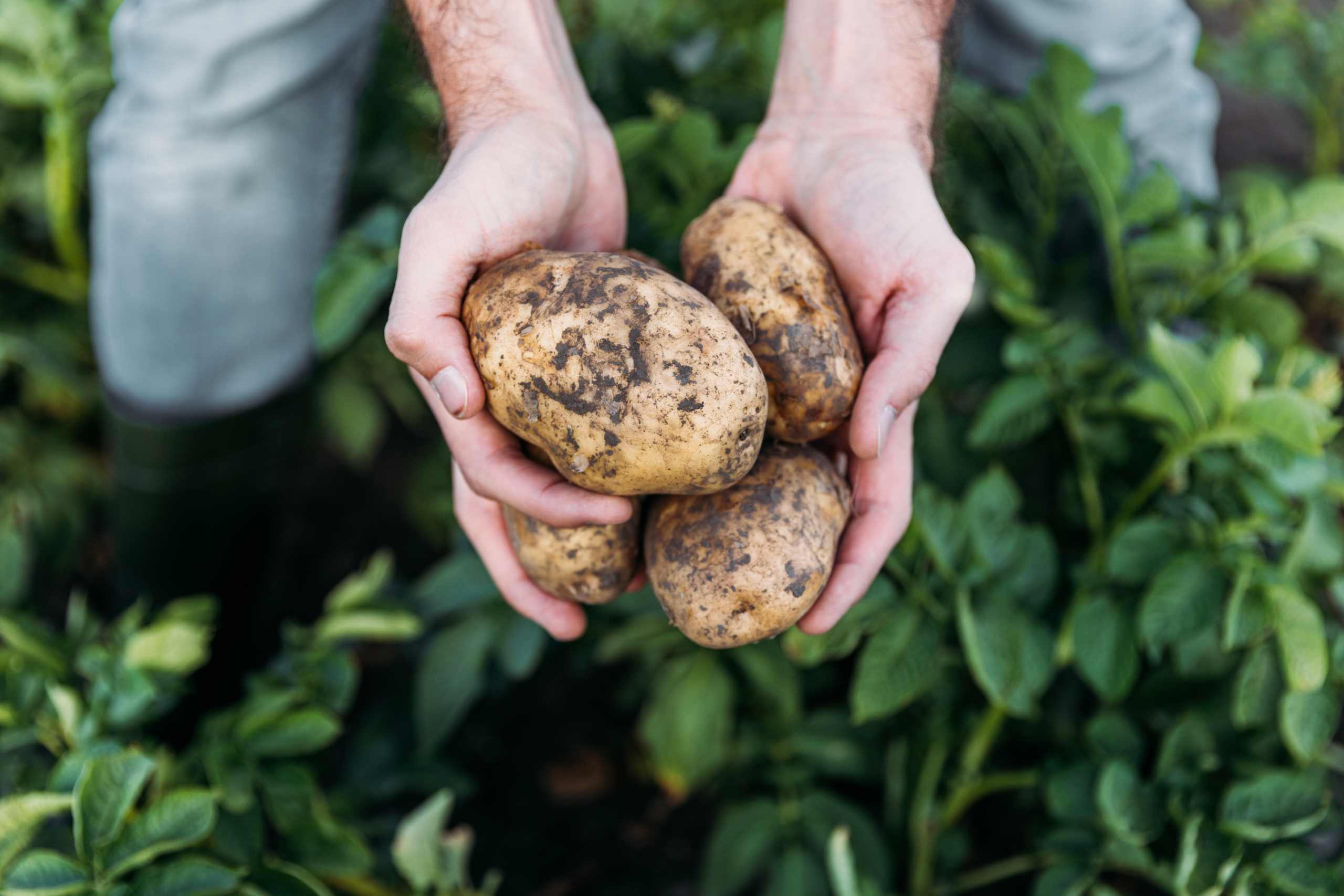 Hände die erdige Kartoffeln vor einigen Kartoffelpflanzen halten.