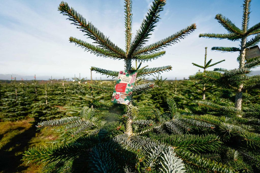 Tannenbaum umgeben von anderen Tannenbäumen mit Schild um den Baumstamm.