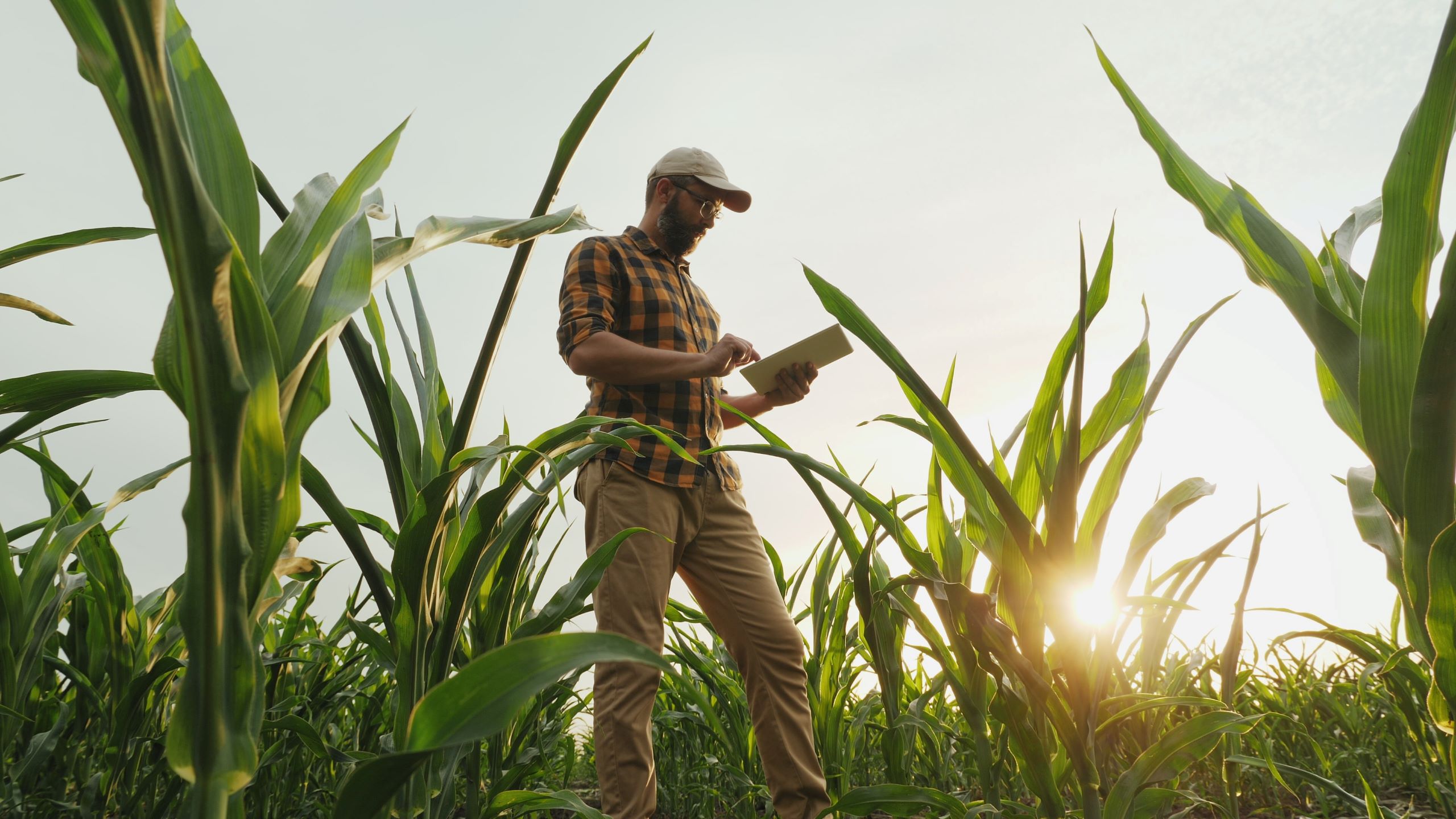 A person holding a digital tablet, standing in a field of plants.