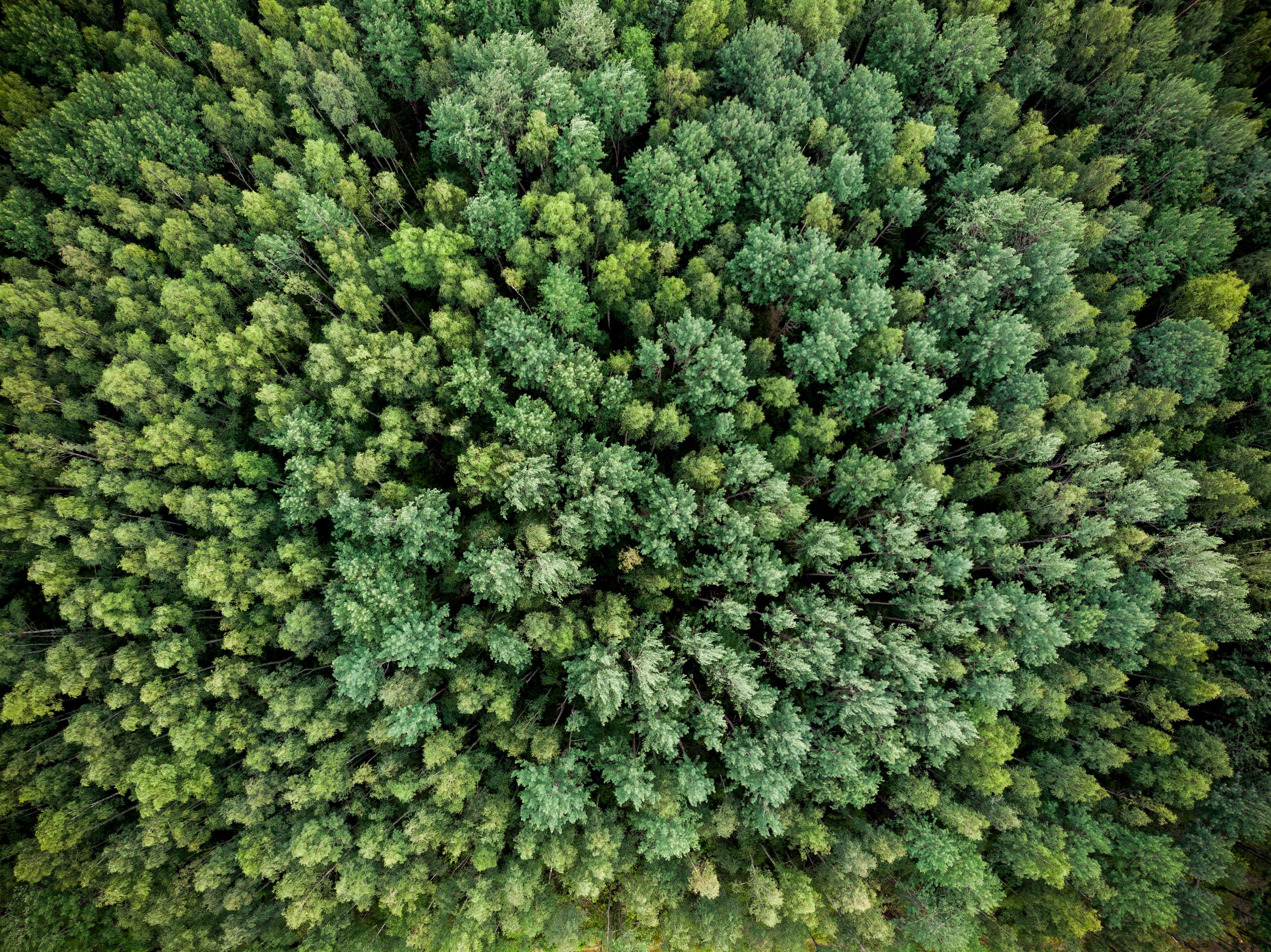 Ein grüner Fichtenwald aus der Vogelperspektive