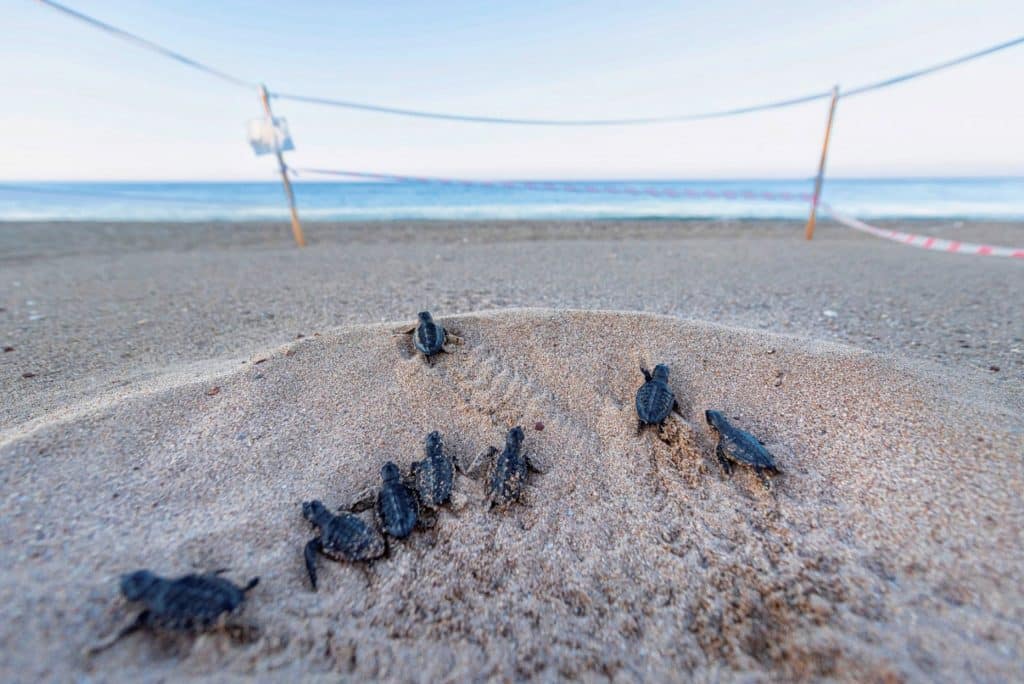 Meeresschildkröten am Strand