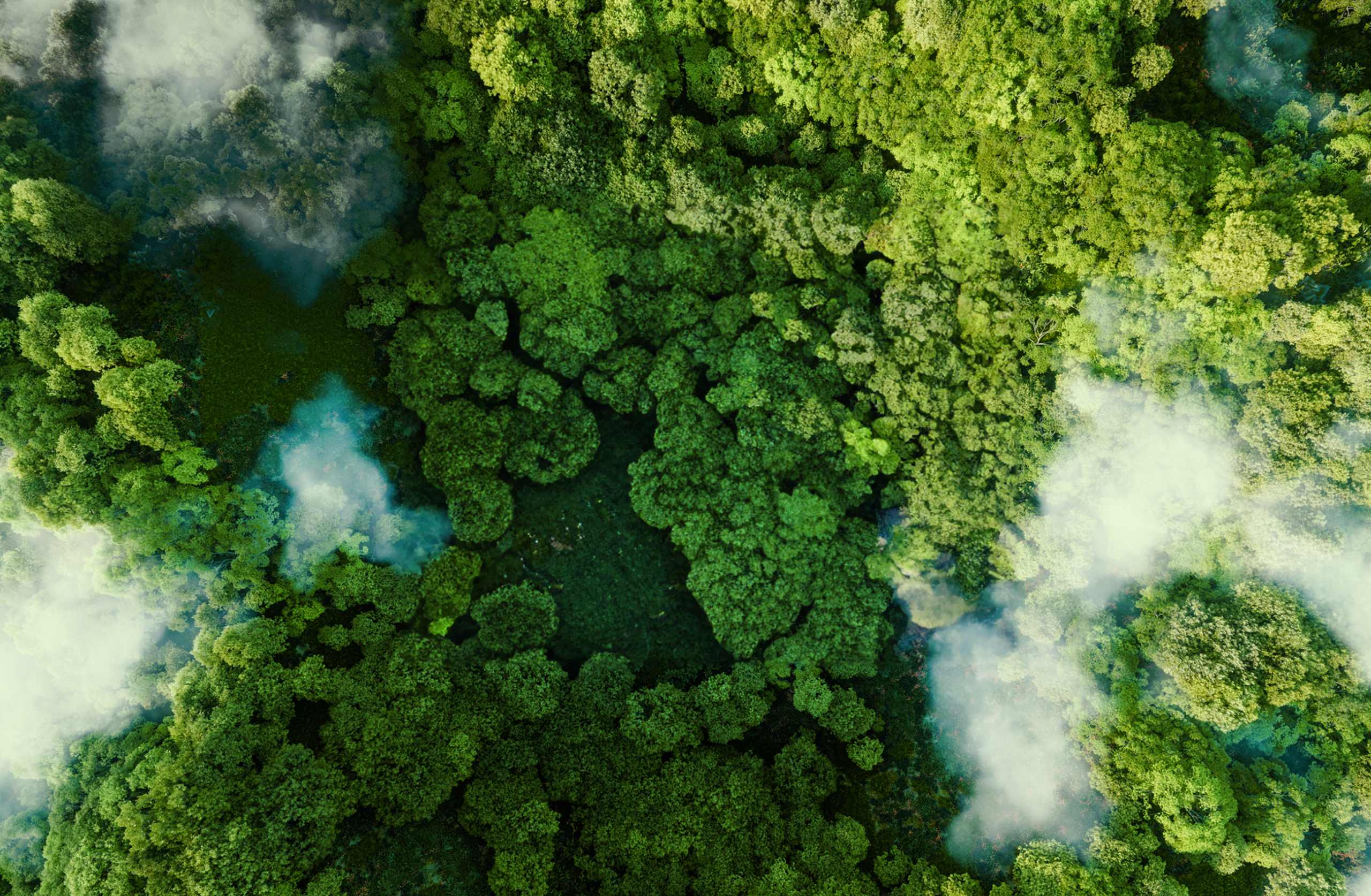 Luftaufnahme eines Waldes mit Nebelschwaden