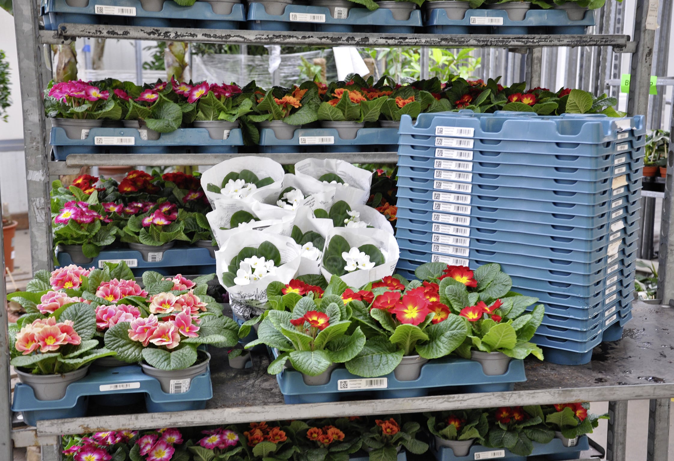 Floritray mit Blumen auf einem Rollwagen
