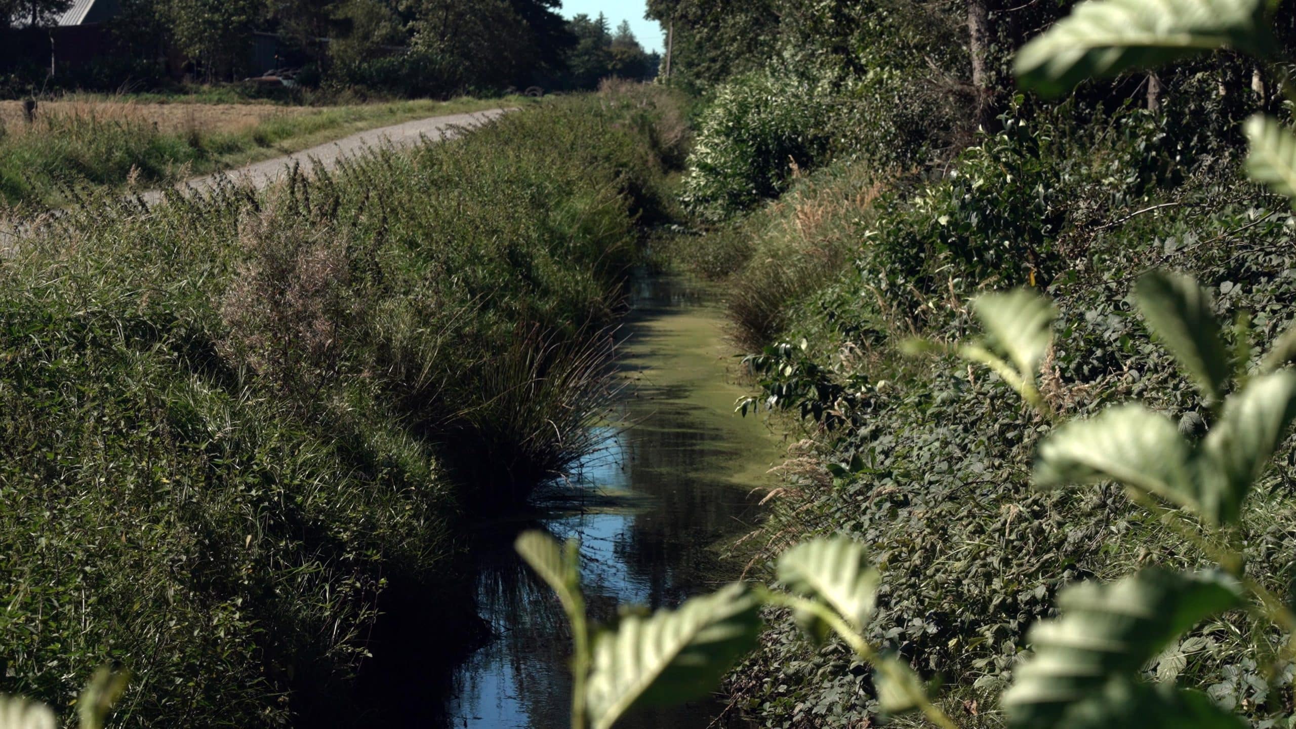 Entwässerungsgraben am Ahlen-Falkenberger Moor nahe Cuxhaven.