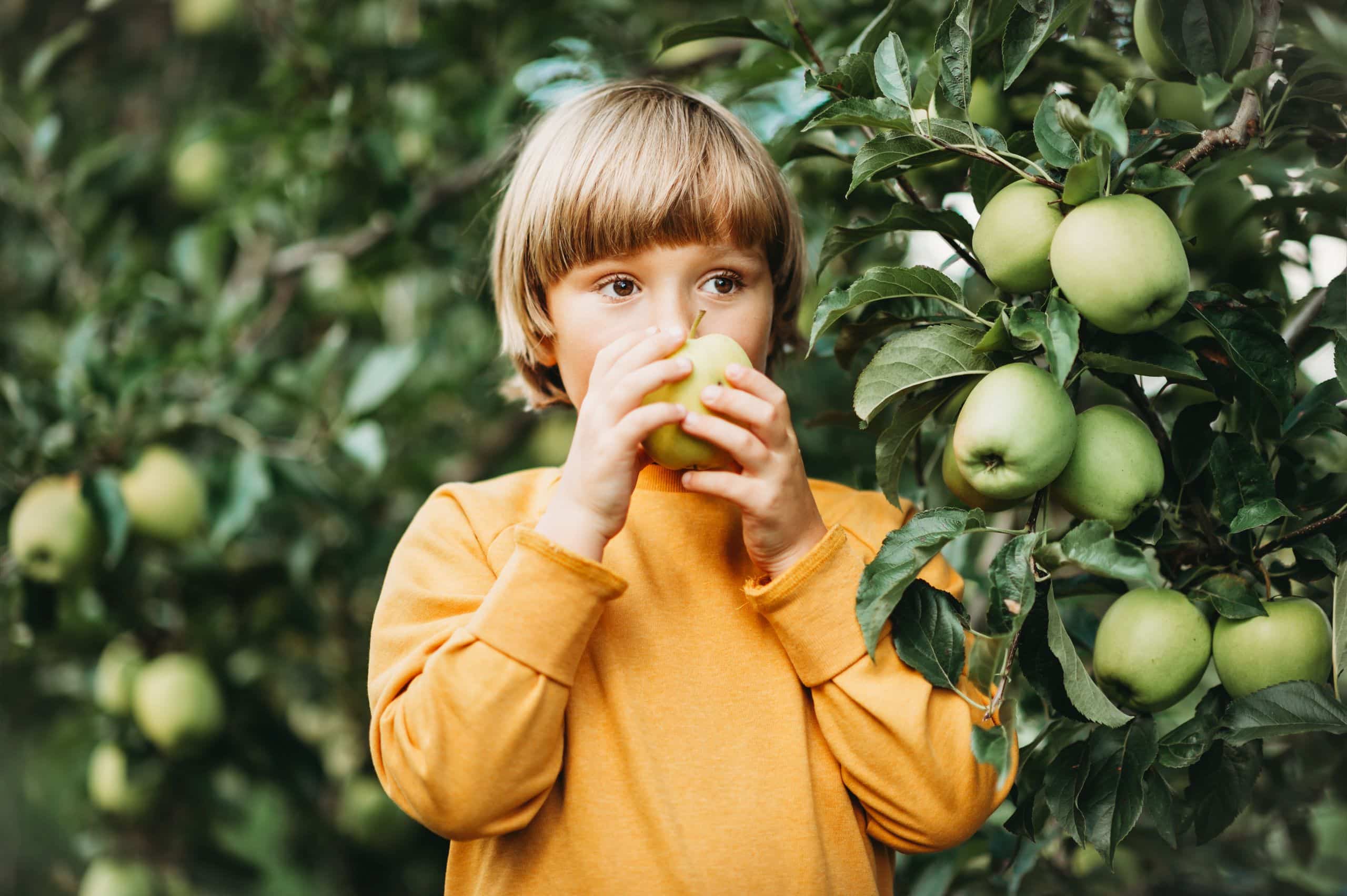 Child stands in front of apple tree and holds apple in front of face.